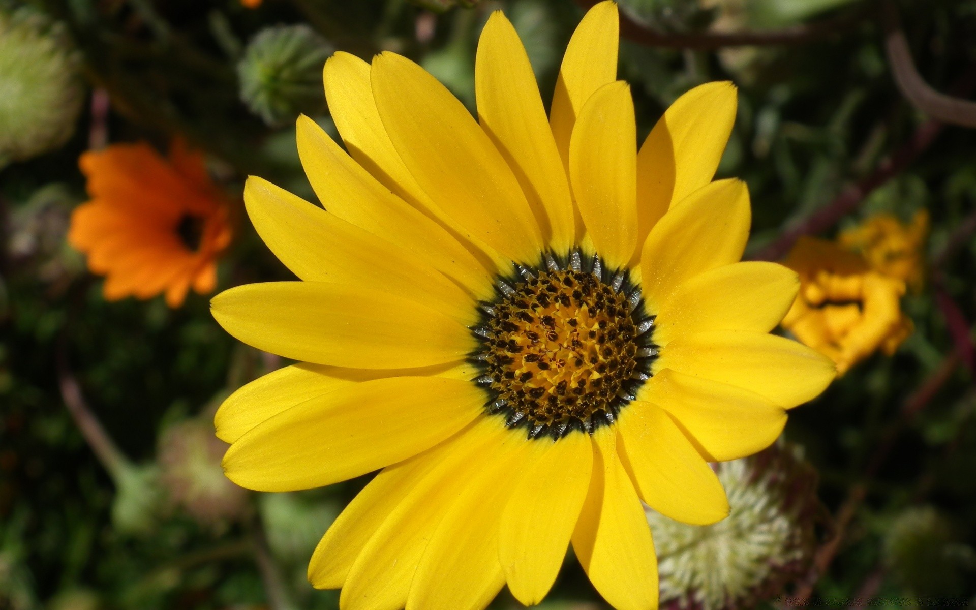 çiçekler doğa çiçek flora yaz bahçe çiçek açan yaprak petal parlak renk açık havada çiçek büyüme güzel