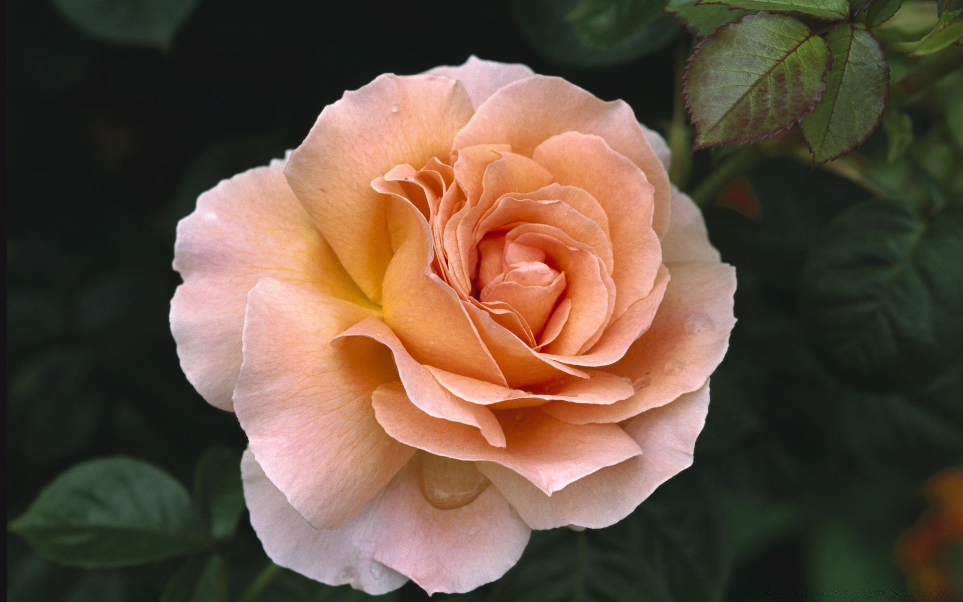 çiçekler gül çiçek yaprak romantizm taçyaprağı aşk doğa çiçek flora çiçeklenme narin buket romantik düğün bahçe hediye yıldönümü dostum