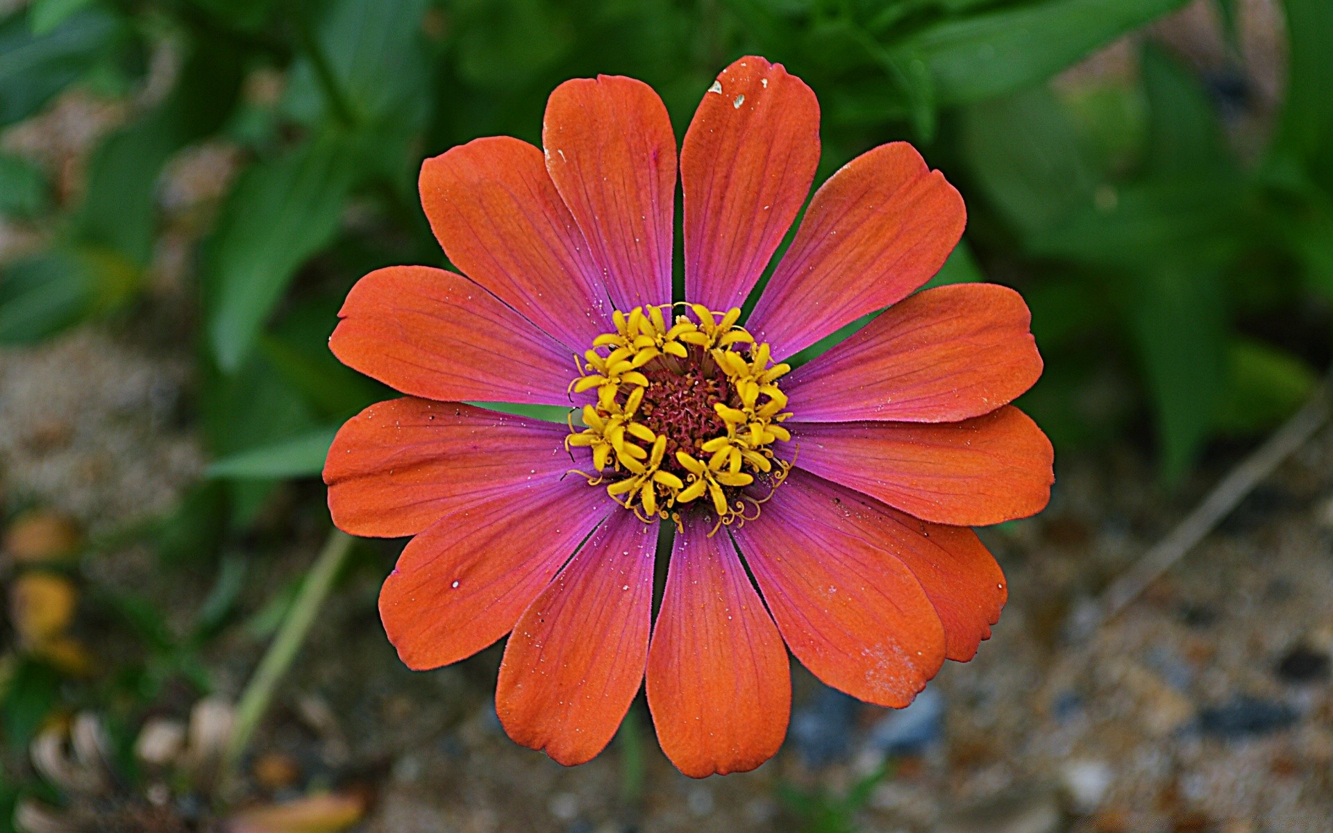 çiçekler doğa çiçek bahçe flora yaz renk çiçek çiçek açan petal yaprak güzel açık havada parlak yakın çekim