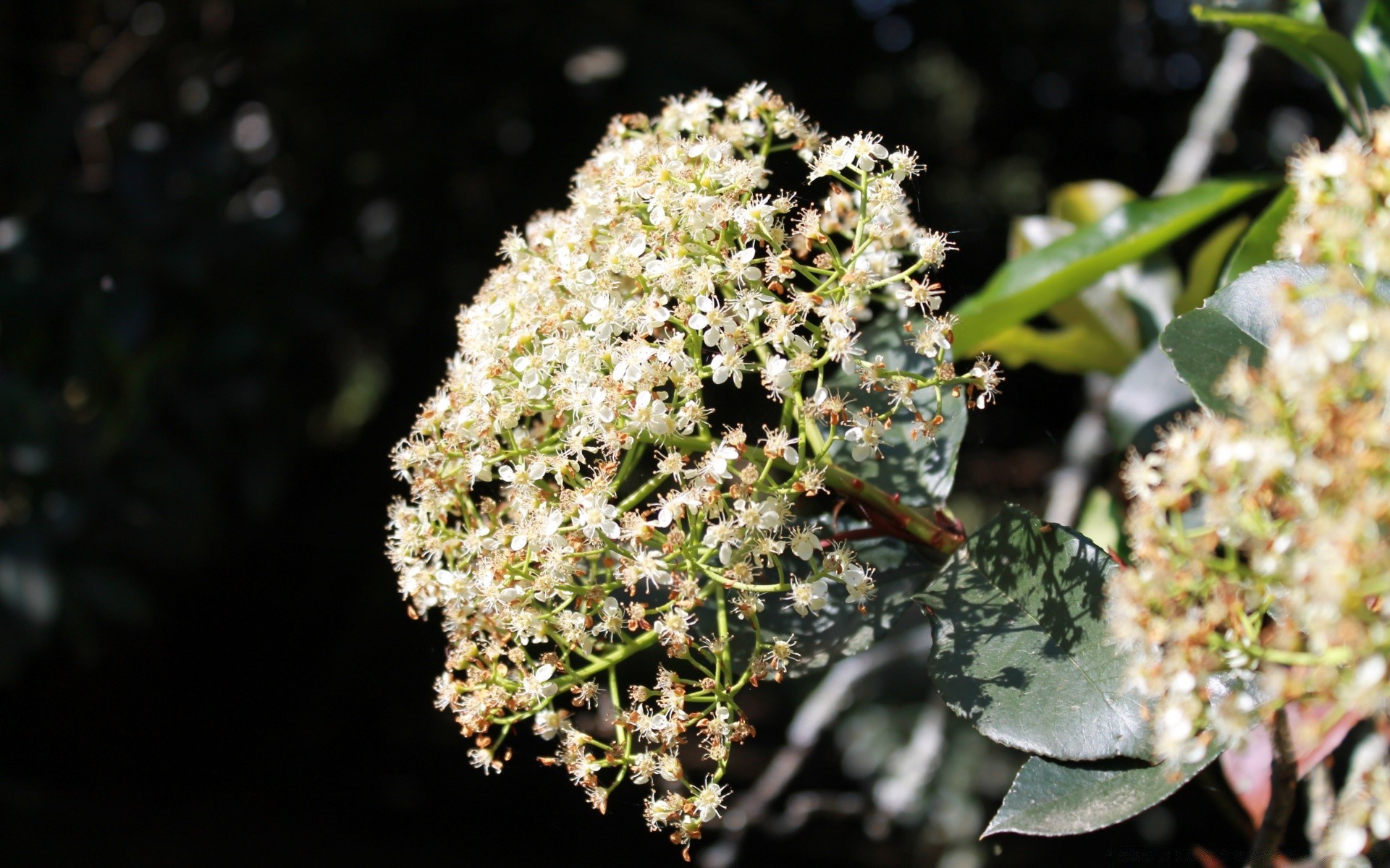 flowers flower nature leaf flora outdoors tree blooming close-up branch garden floral growth