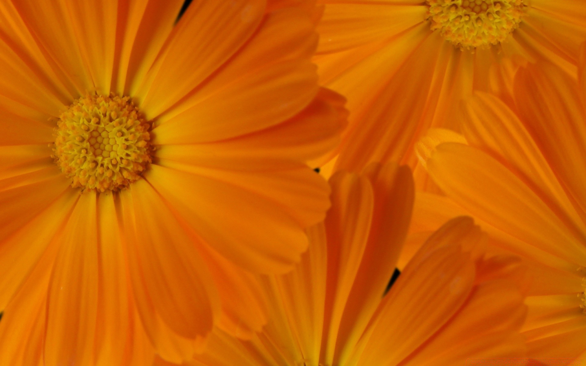 flores flor naturaleza flora color verano pétalo gerbera brillante floral jardín hermoso bluming primer plano