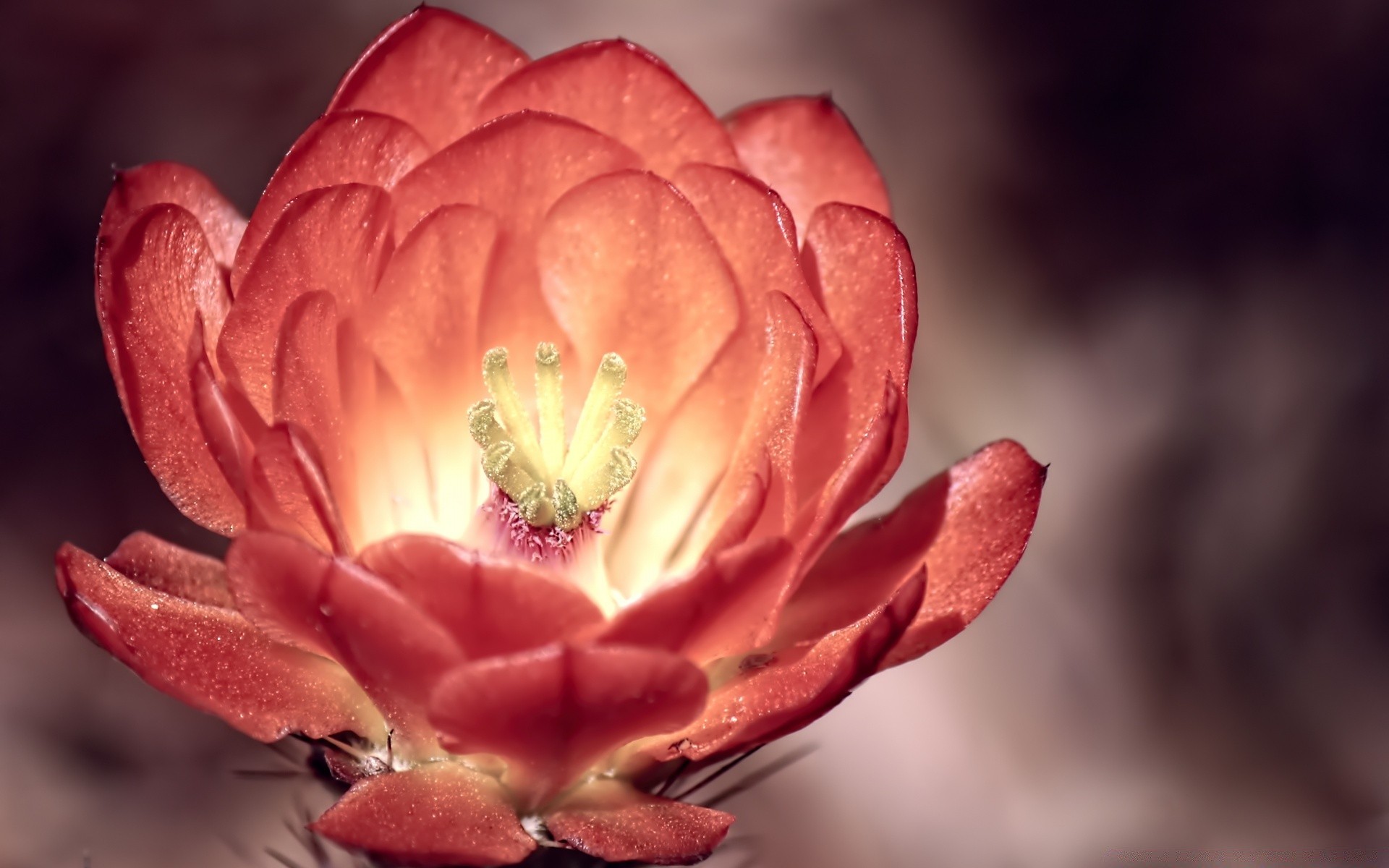 blumen blume natur blatt im freien sommer flora