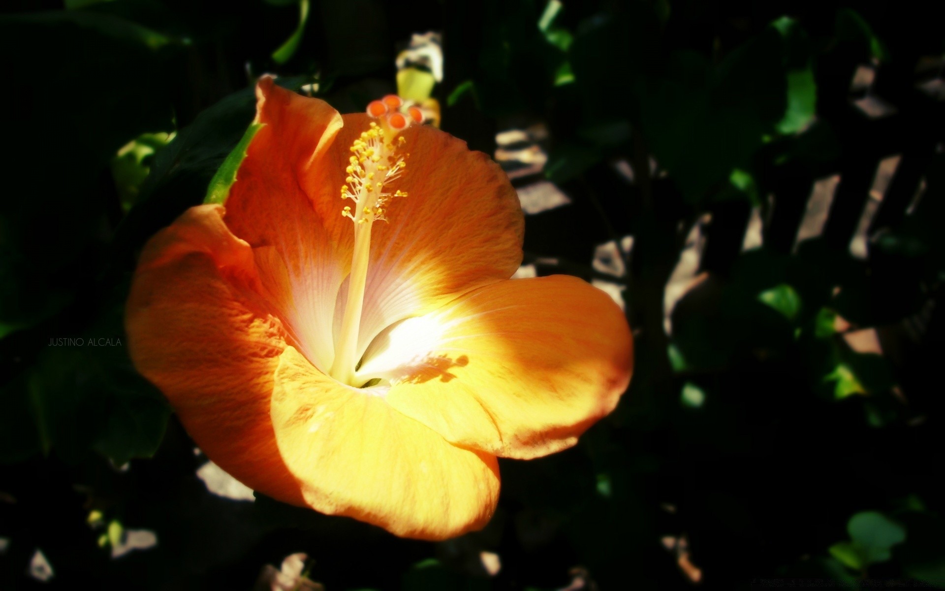 fiori fiore foglia giardino natura flora all aperto luminoso