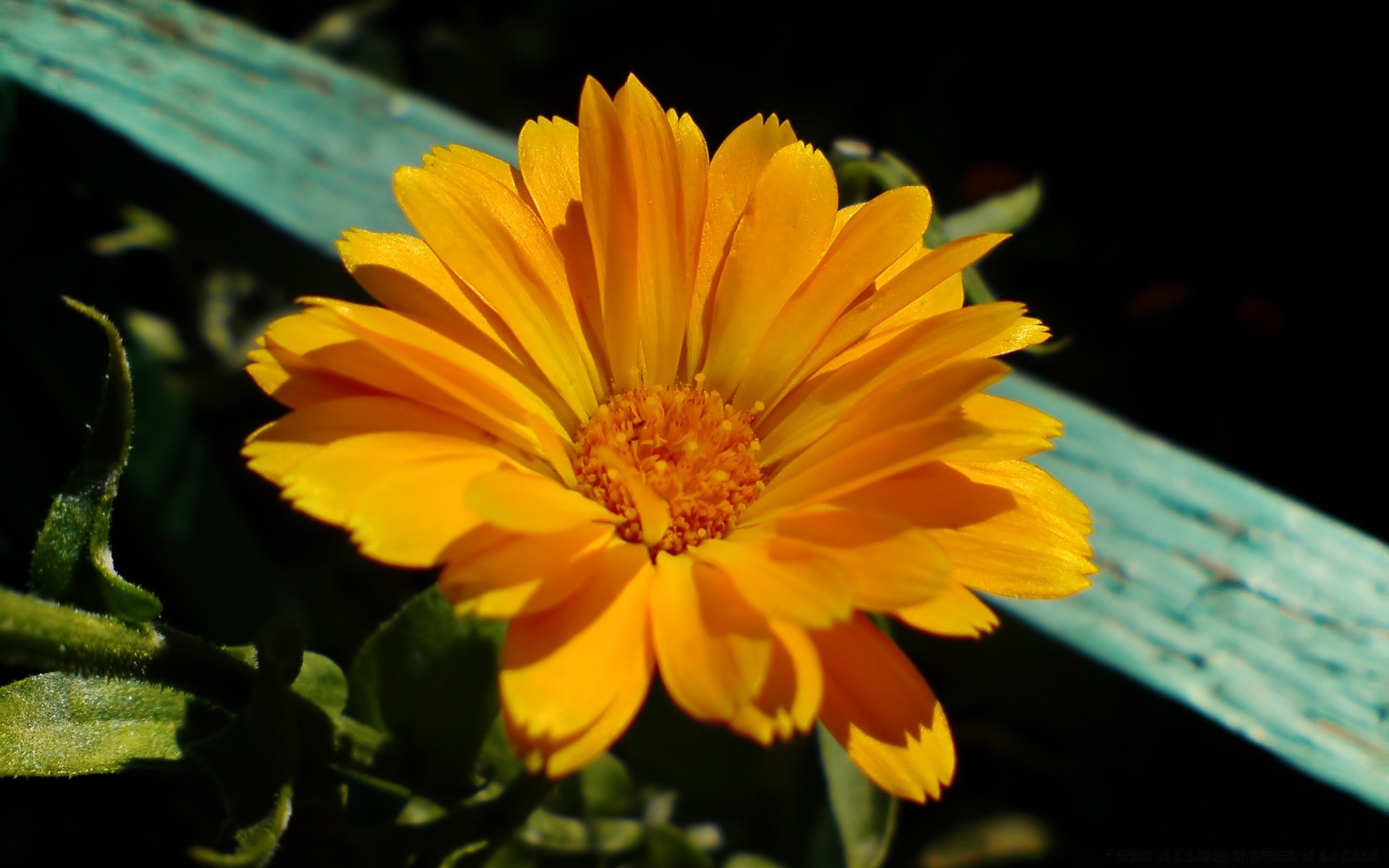 fleurs fleur nature flore jardin été feuille pétale couleur bluming lumineux