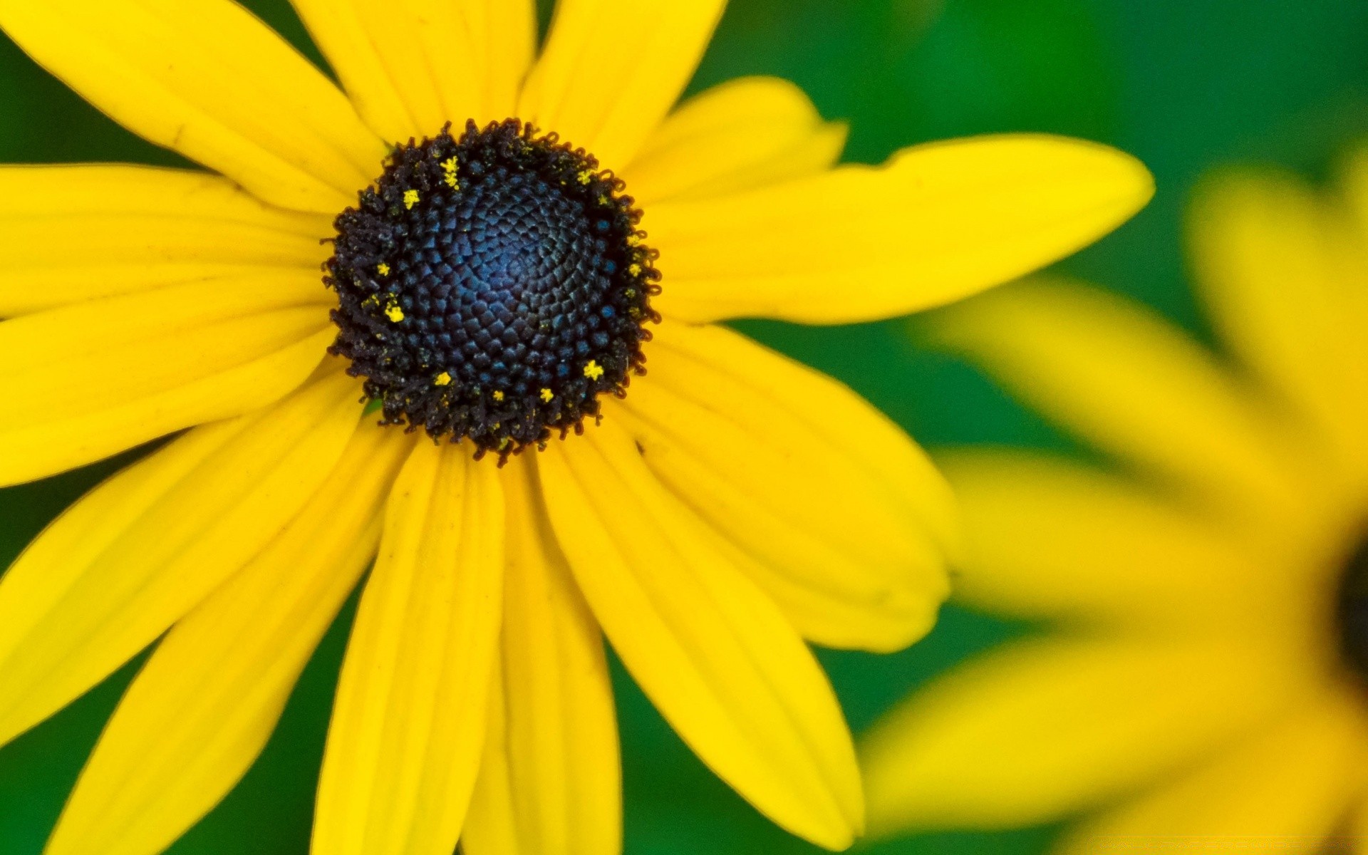 çiçekler doğa çiçek flora yaz parlak bahçe petal güzel büyüme yaprak açık havada renk çiçeklenme