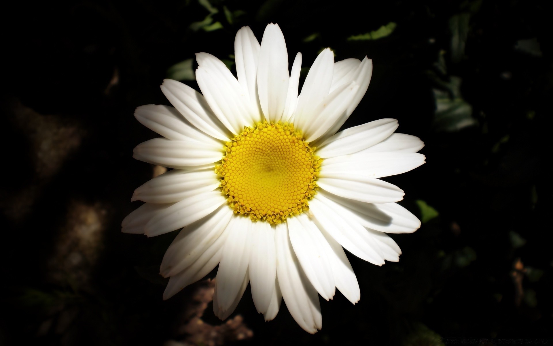 çiçekler doğa çiçek flora bahçe yaz petal açık havada renk yaprak parlak büyüme çiçek açan çiçek