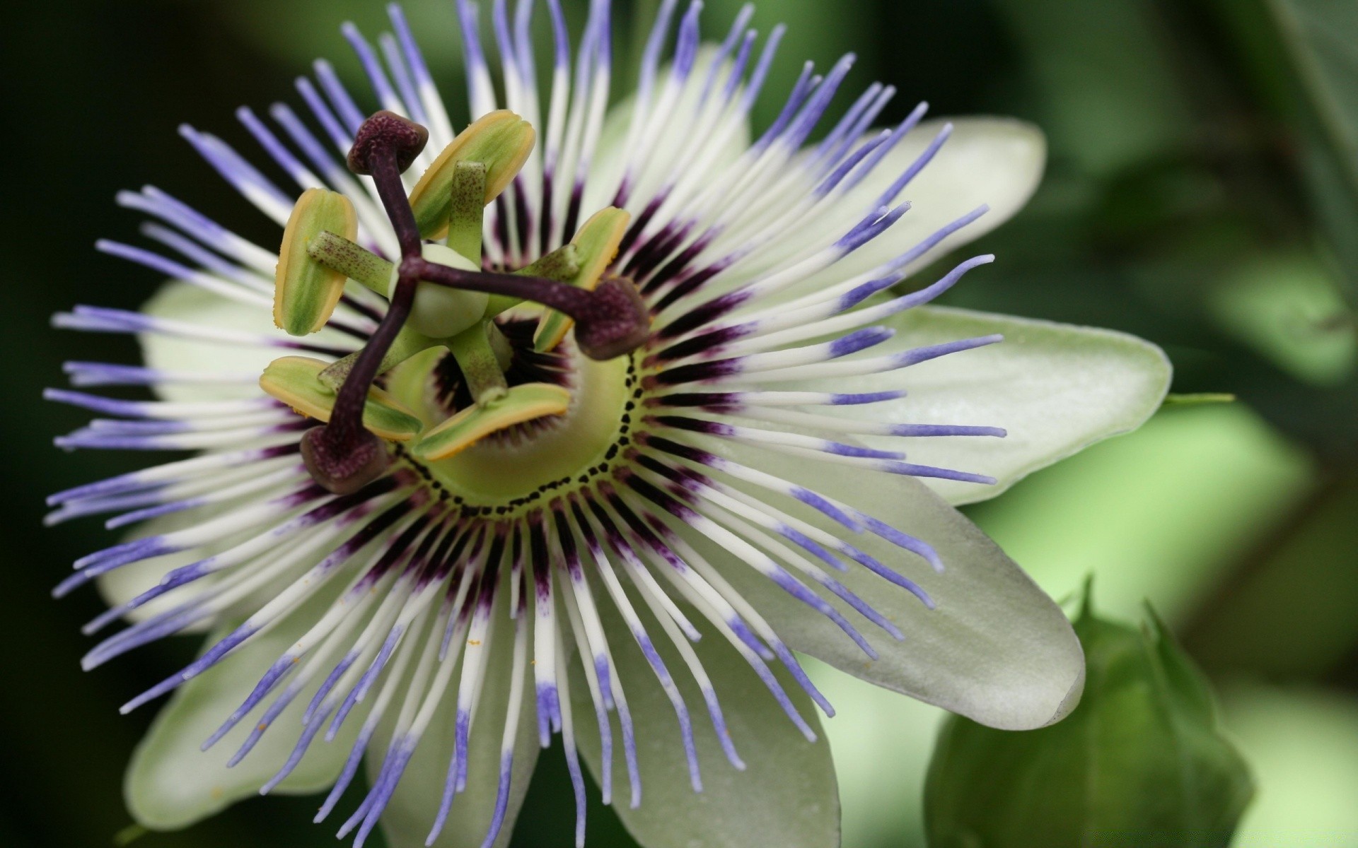 flowers nature flower close-up flora summer outdoors beautiful pollen garden