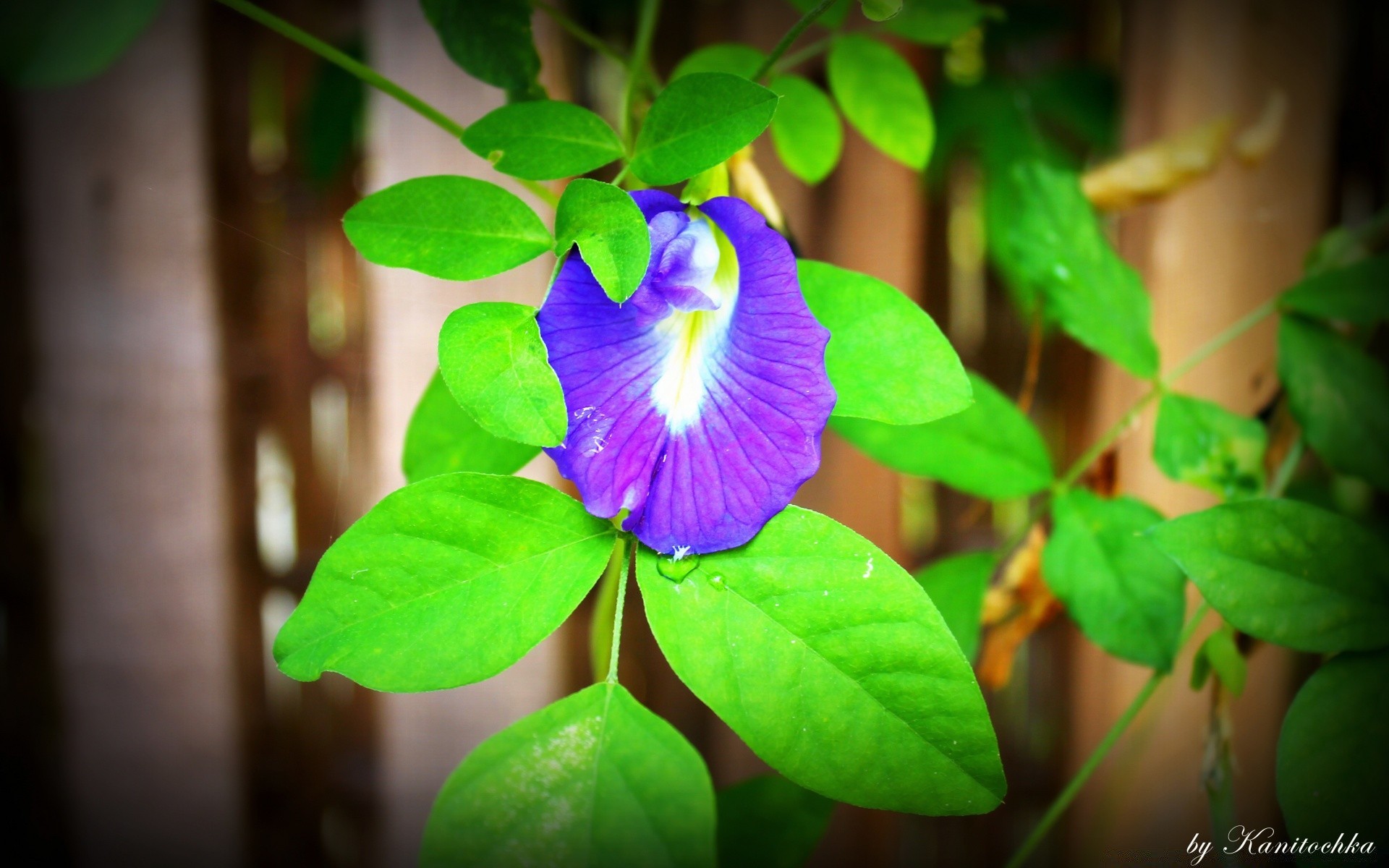 flowers nature leaf summer flora bright flower growth outdoors