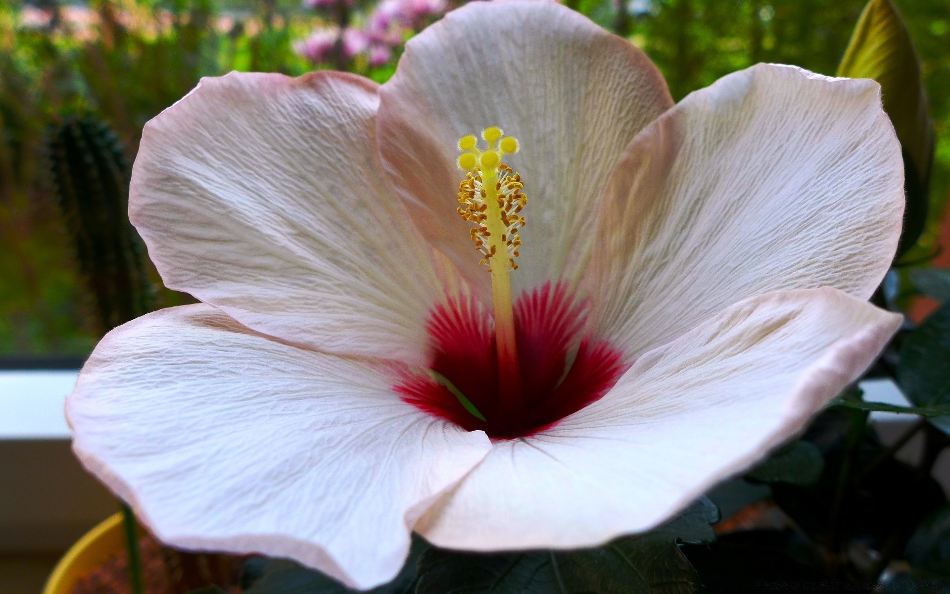 fleurs fleur nature jardin hibiscus flore feuille extérieur pétale été couleur