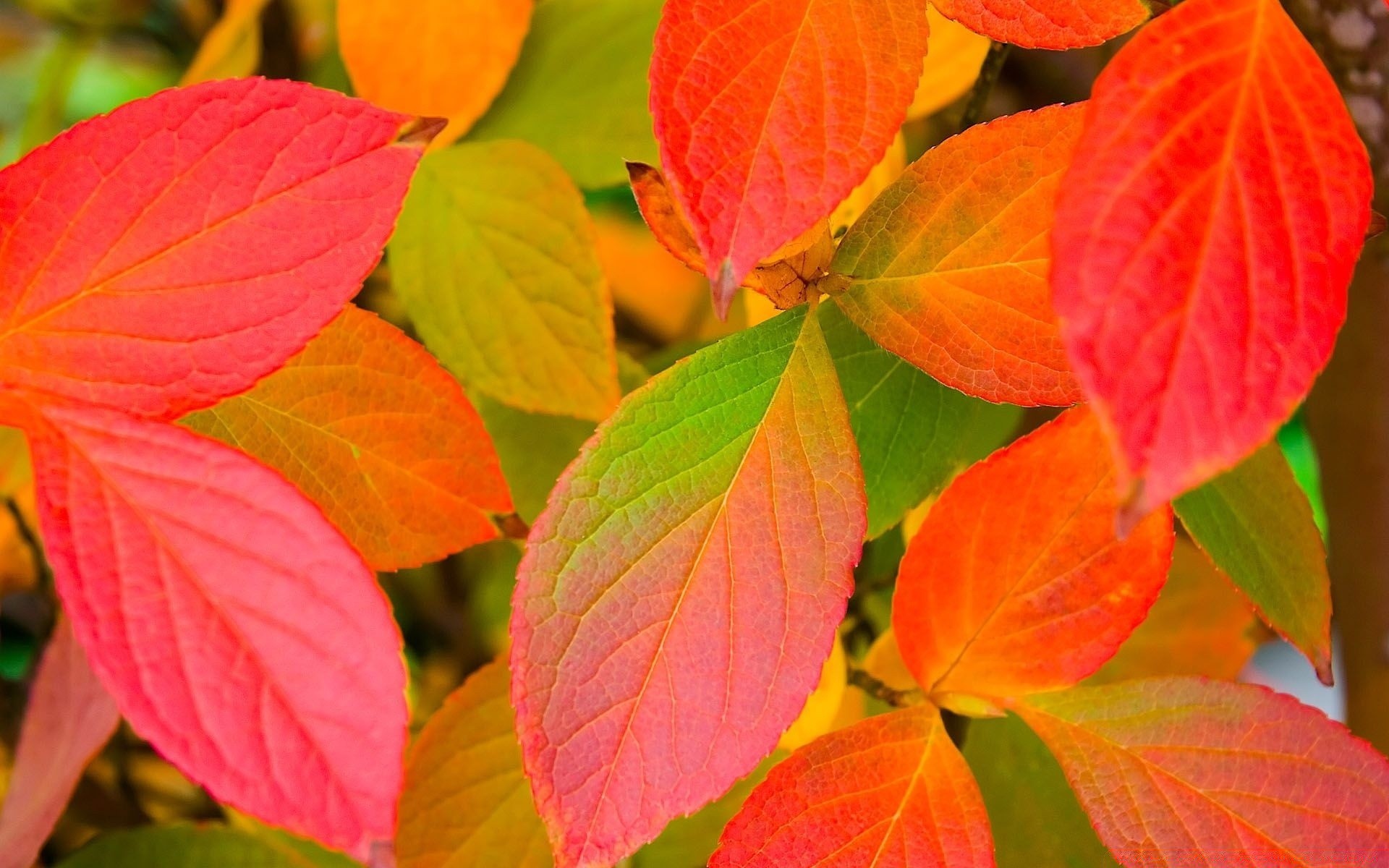 flores hoja flora naturaleza otoño brillante jardín temporada color crecimiento árbol escritorio primer plano textura arce venas botánico