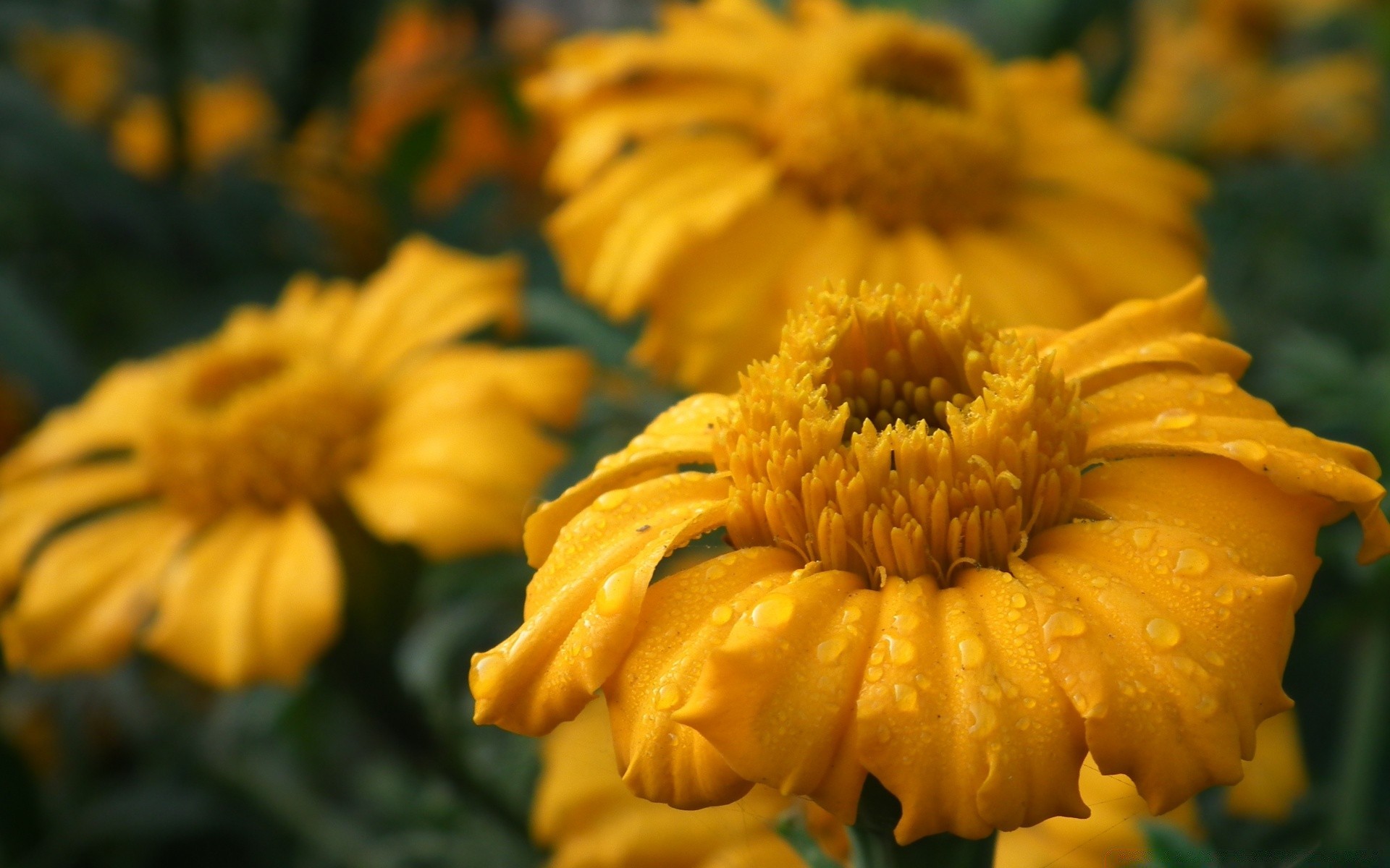 çiçekler çiçek doğa flora bahçe yaz petal çiçek yaprak çiçeklenme parlak renk yakın çekim sezon büyüme kafa güzel açık havada canlı kasımpatı