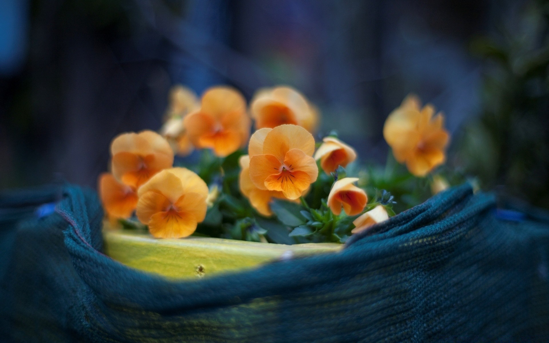 çiçekler çiçek yaprak bahçe doğa bulanıklık natürmort flora renk petal paskalya yaz