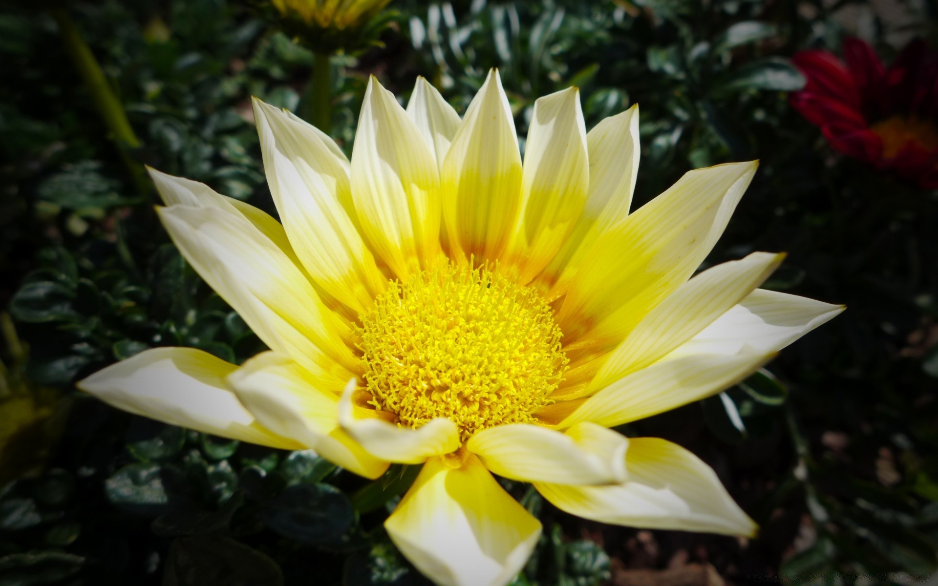 flowers flower nature leaf flora garden petal summer blooming