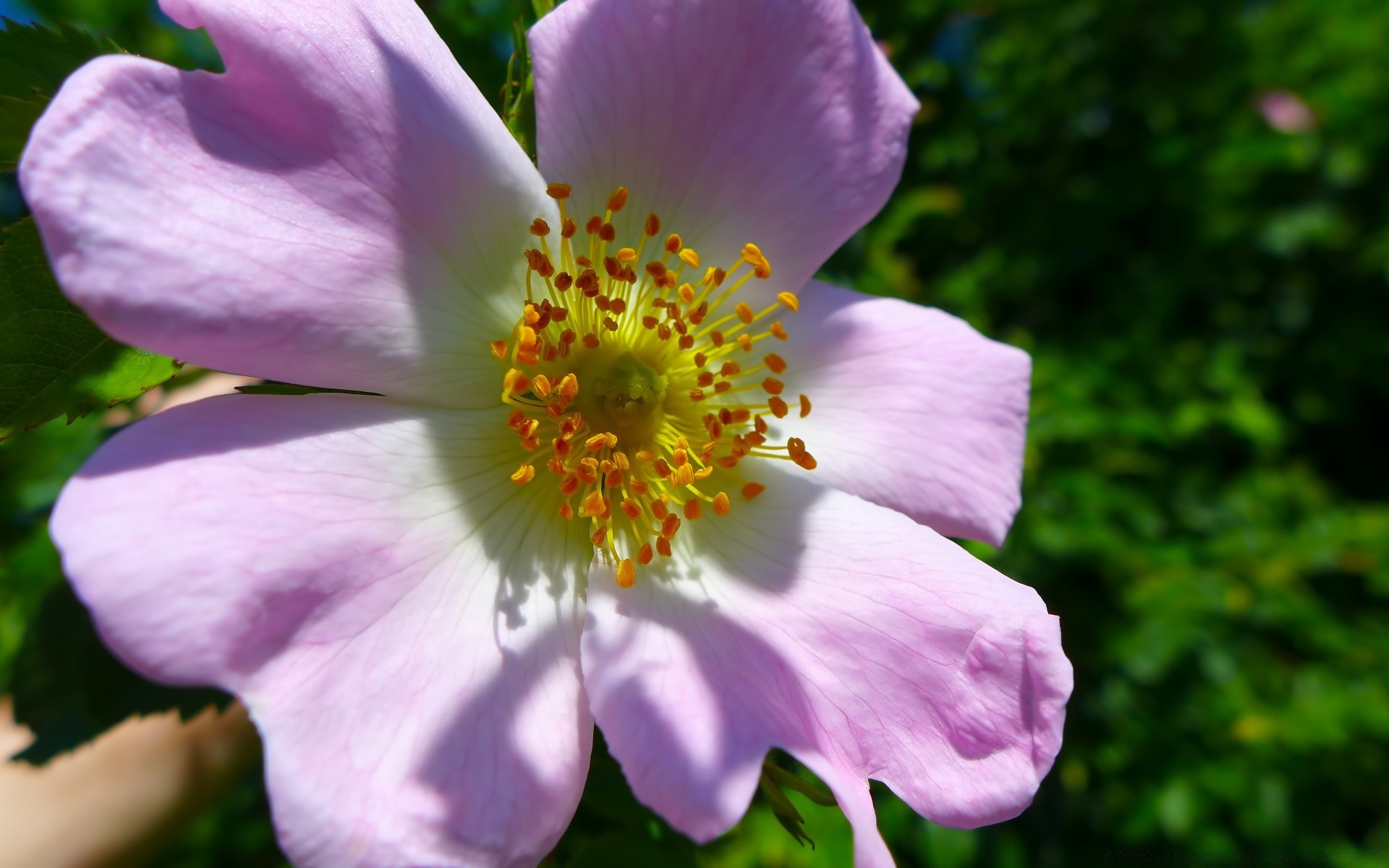 kwiaty kwiat natura flora lato na zewnątrz ogród liść bluming