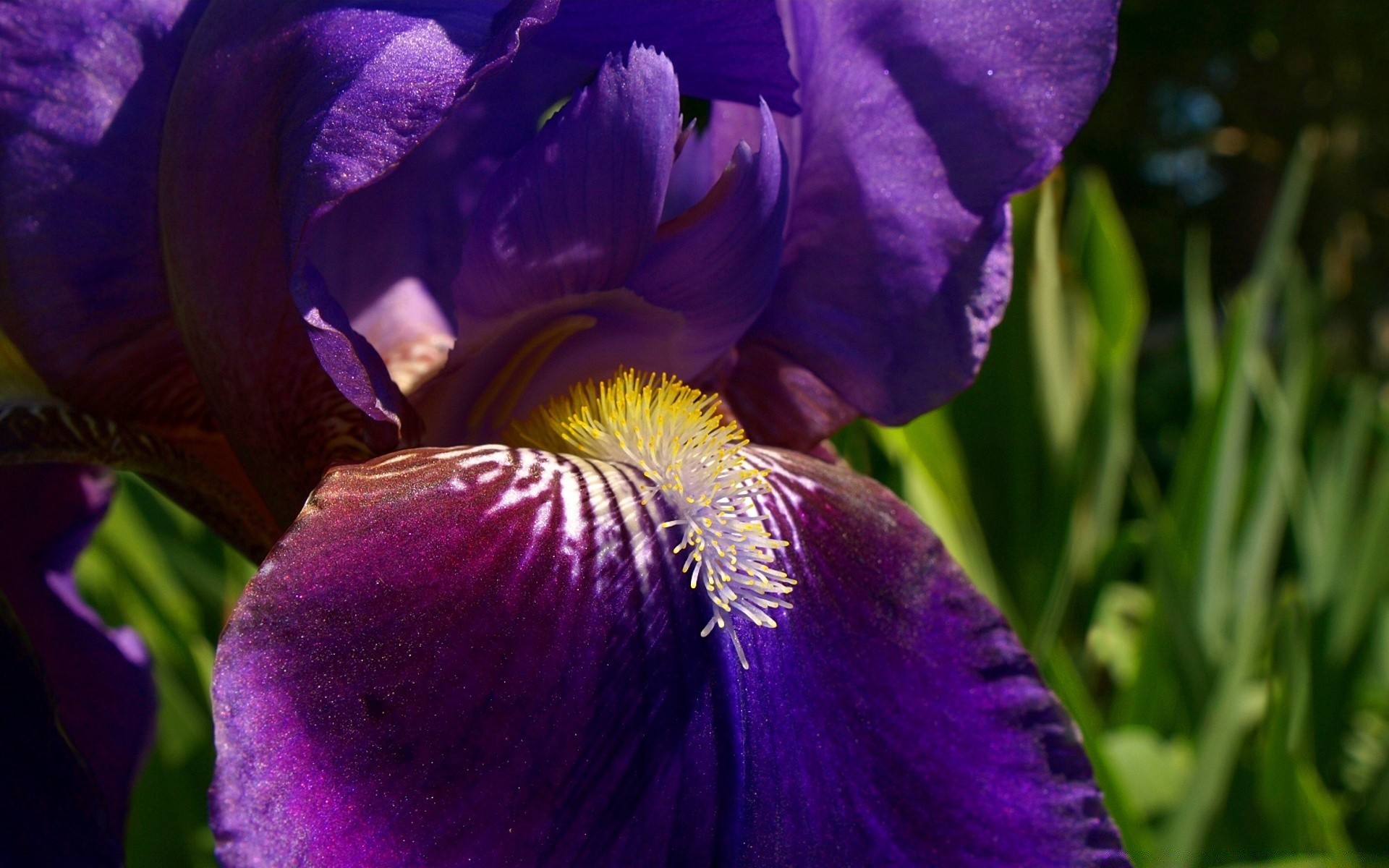 çiçekler çiçek doğa flora bahçe yaprak renk yaz açık havada çiçek parlak çiçek açan petal