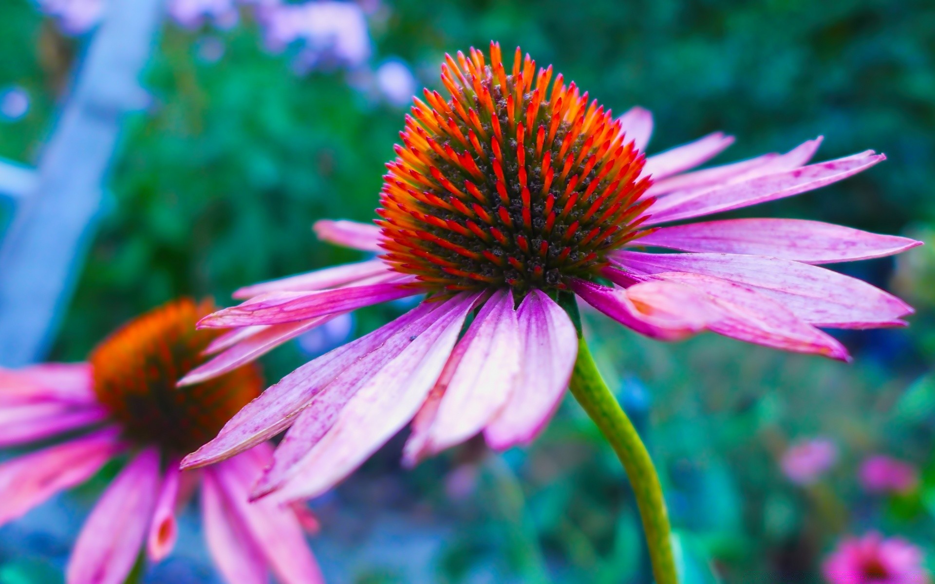 fleurs nature fleur flore jardin été feuille pétale bluming à l extérieur lumineux floral couleur échinacée vivace gros plan belle