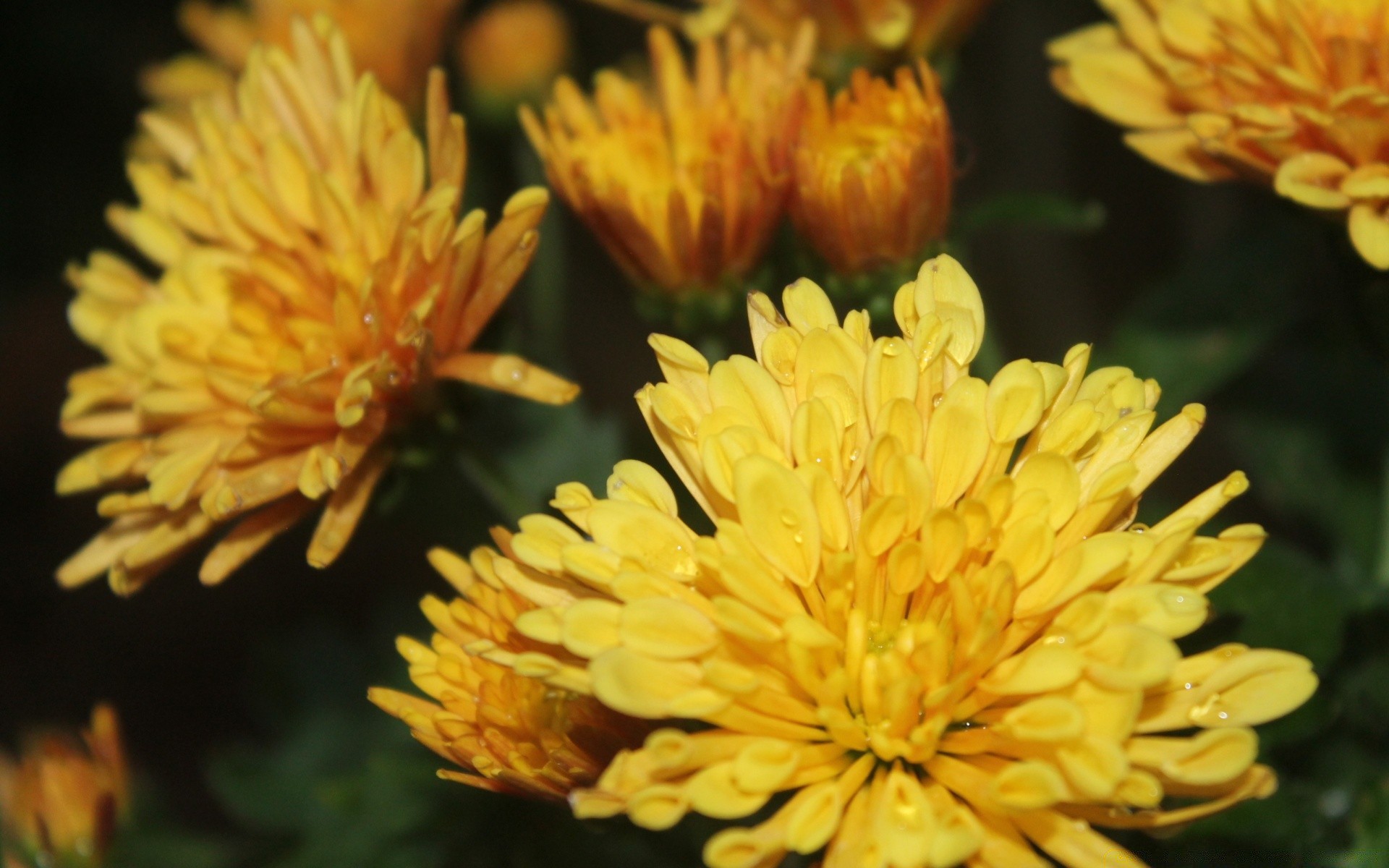 flowers flower nature flora garden petal blooming summer leaf floral pollen chrysanthemum head color outdoors perennial close-up bright growth hayfield