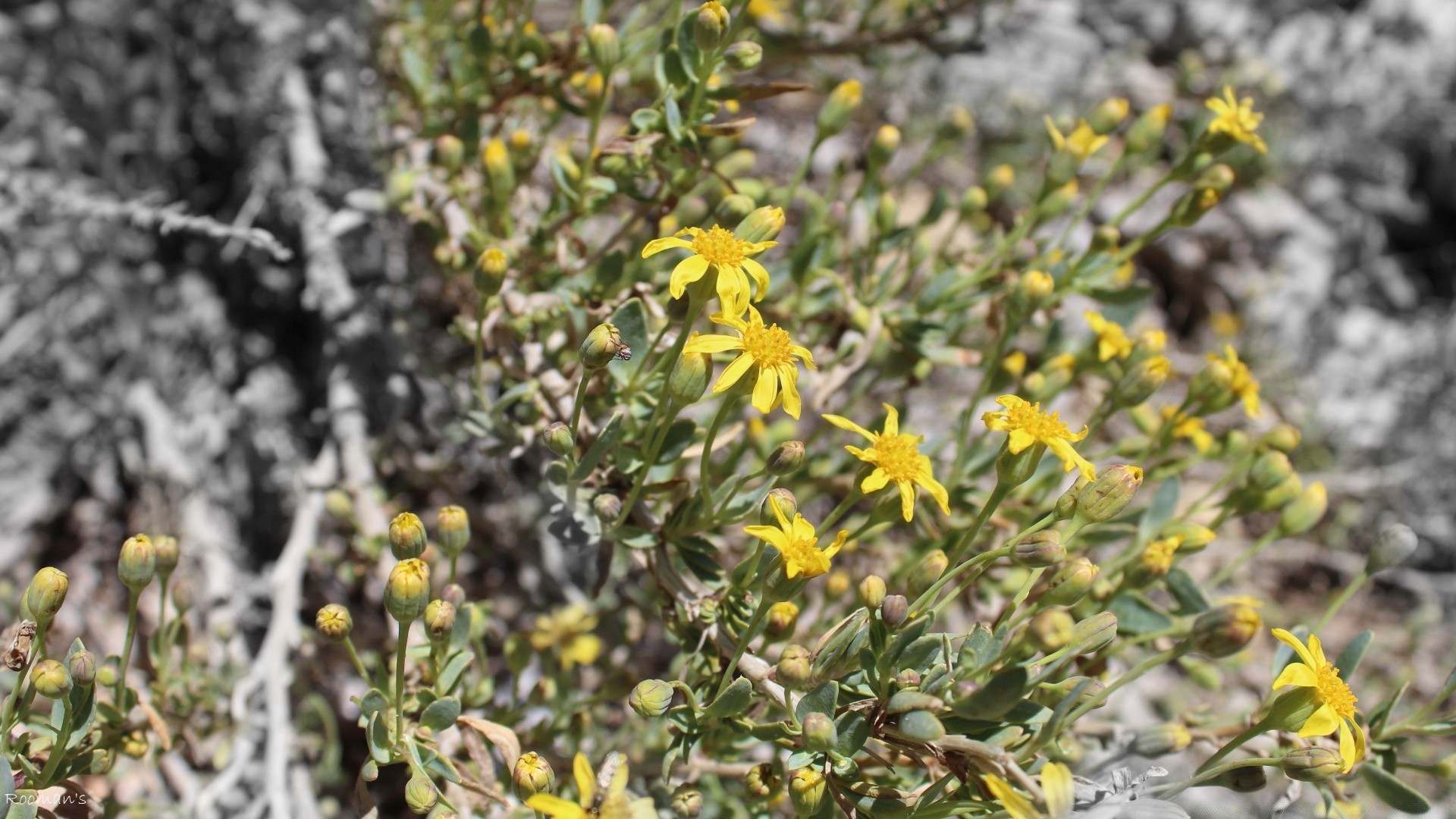 çiçekler doğa flora çiçek yaprak çiçeklenme bahçe güneşli açık havada yakın çekim şube yaz büyüme ağaç çalı sezon güzel hava alan çevre park