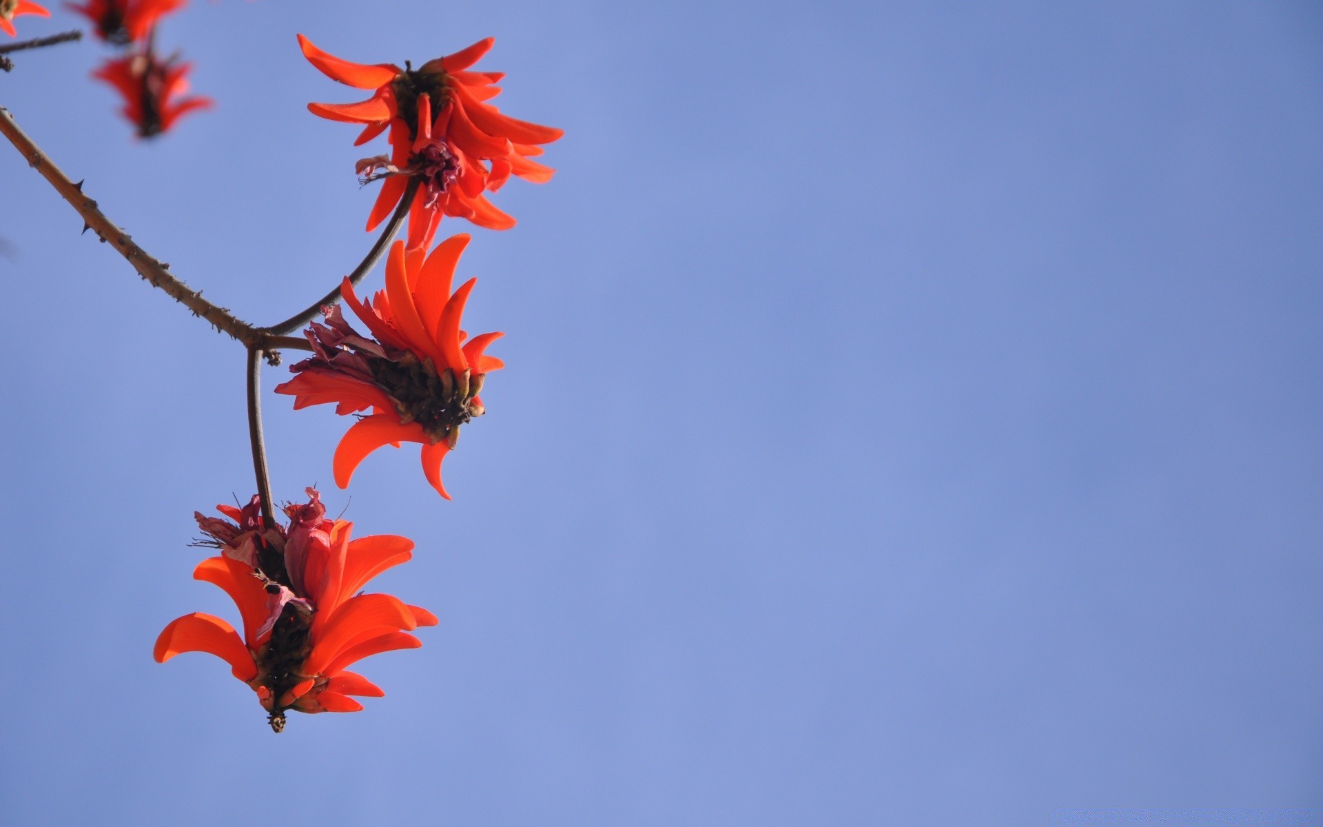 flowers flower nature summer sky outdoors leaf growth flora bright