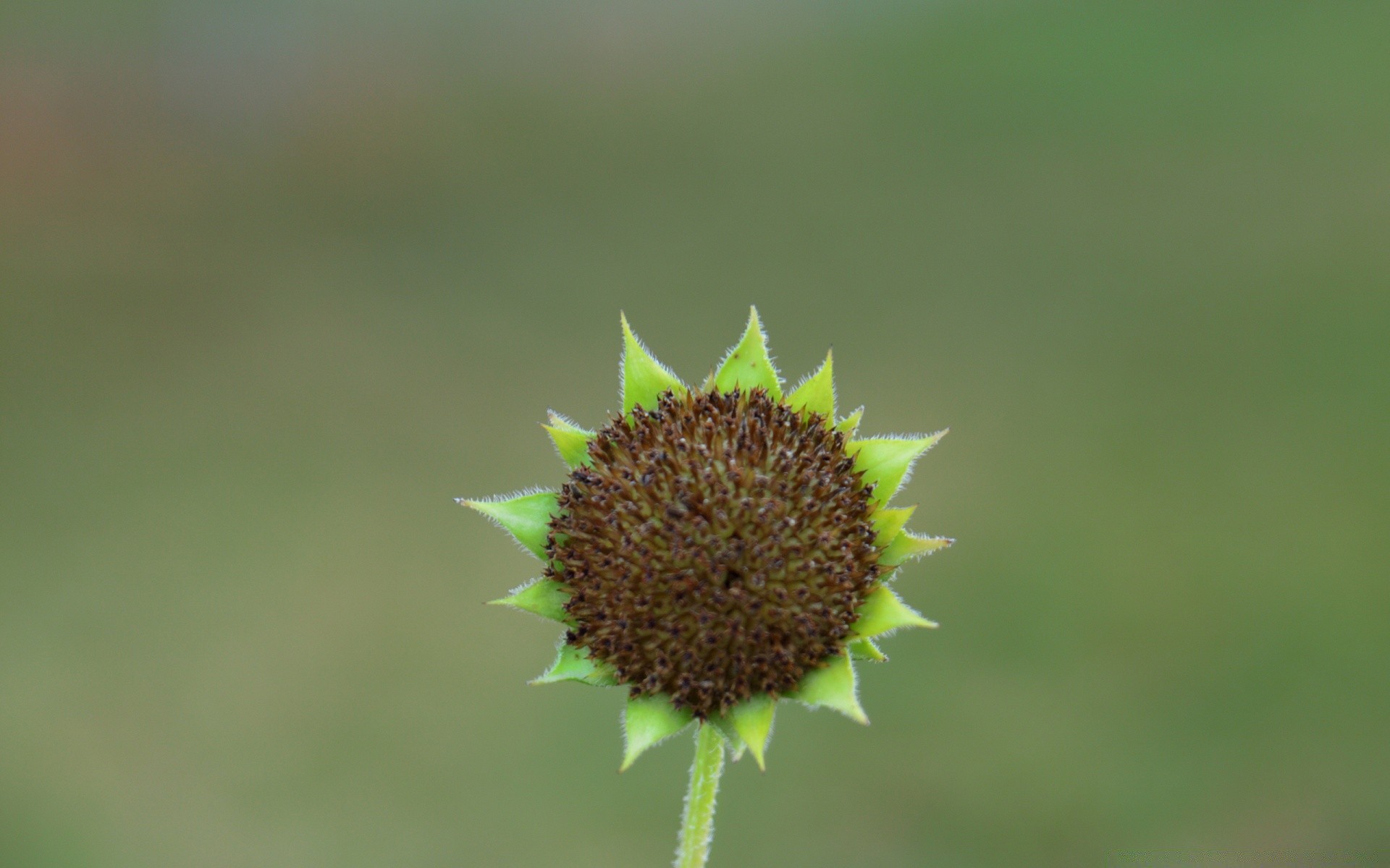 flowers nature flora leaf summer growth flower outdoors grass