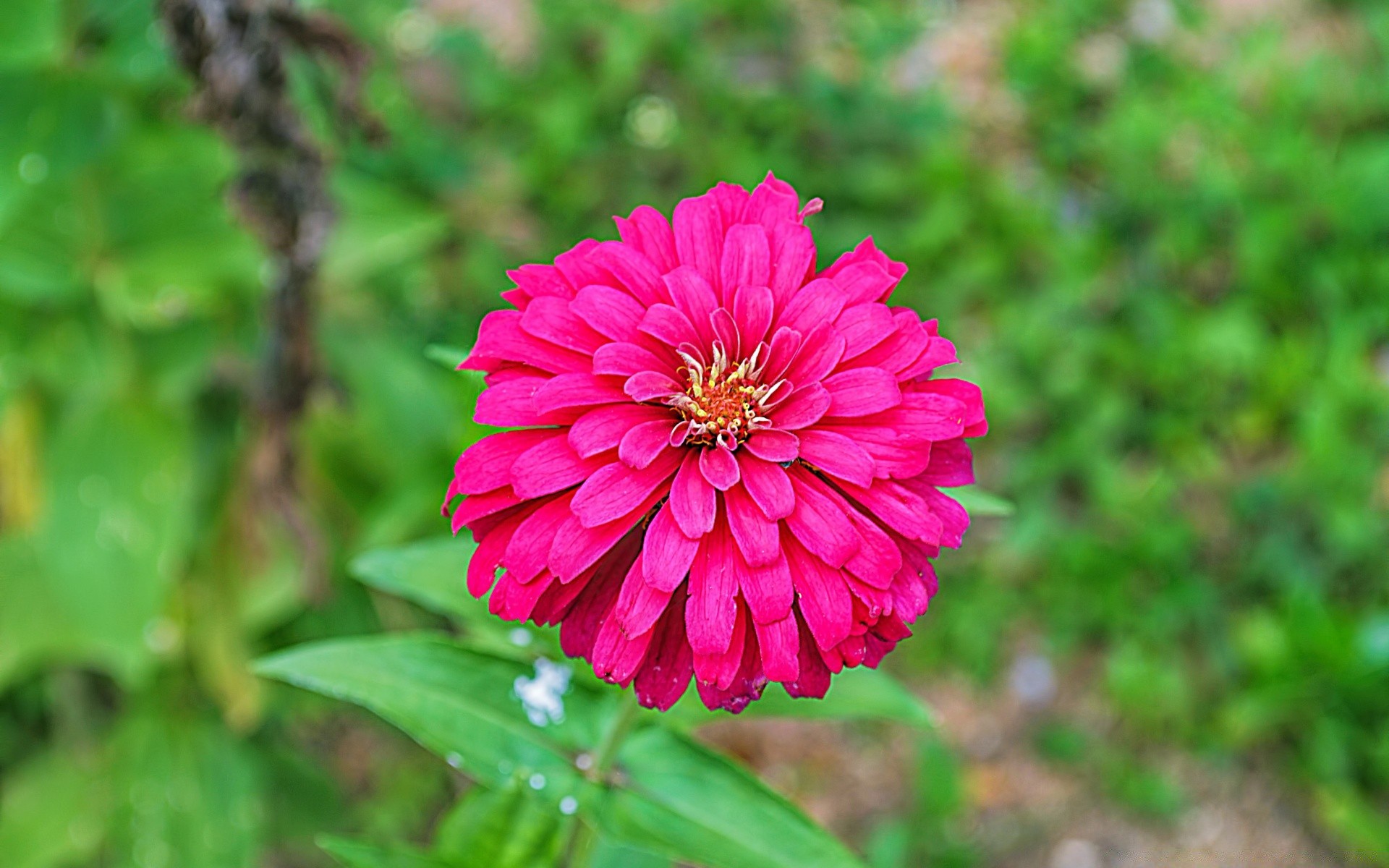 flowers nature flora flower garden summer leaf beautiful blooming close-up color bright floral petal outdoors season growth vibrant grass park