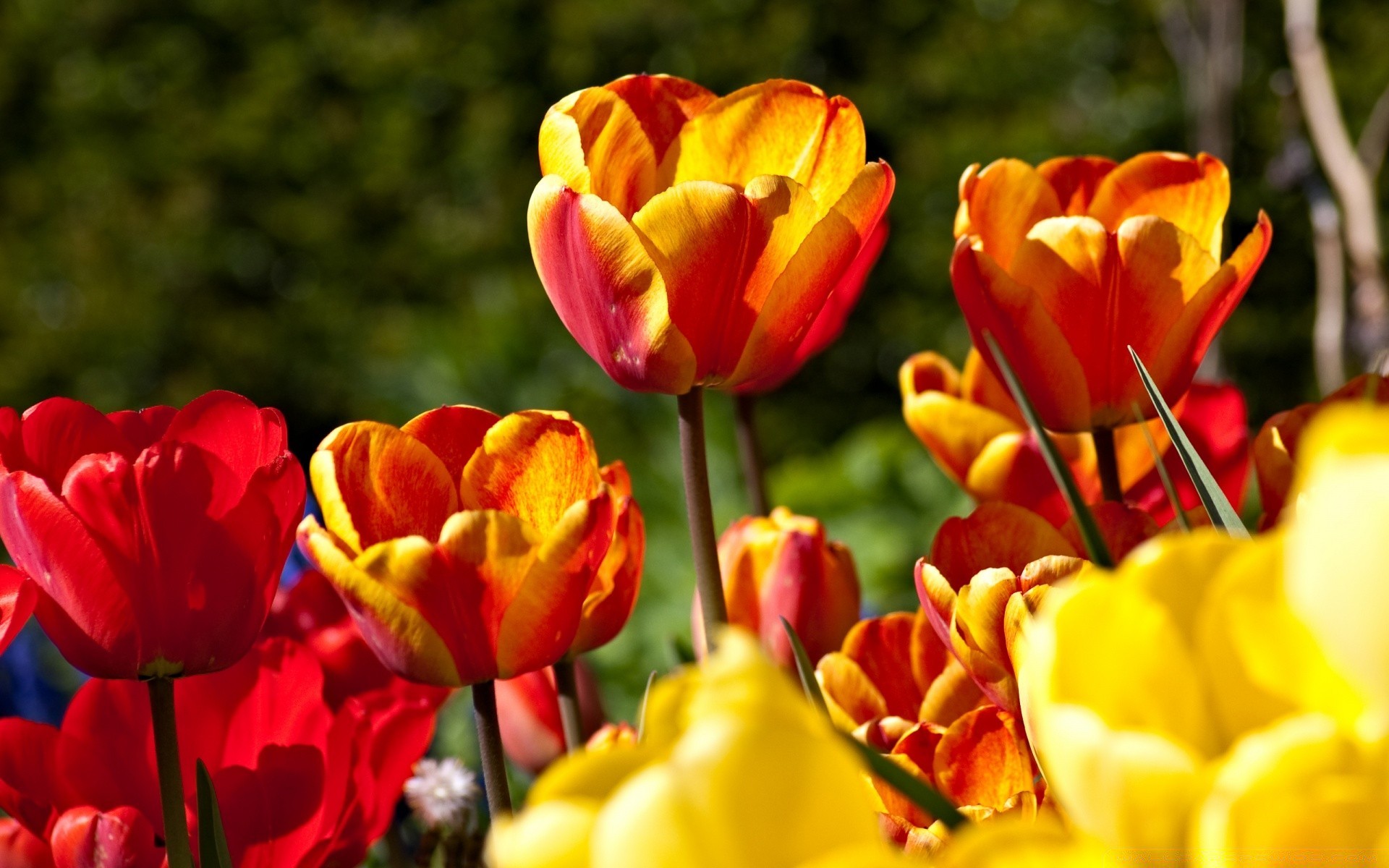 flowers tulip nature flower garden flora leaf bright color summer floral easter petal vibrant field season growth park outdoors fair weather