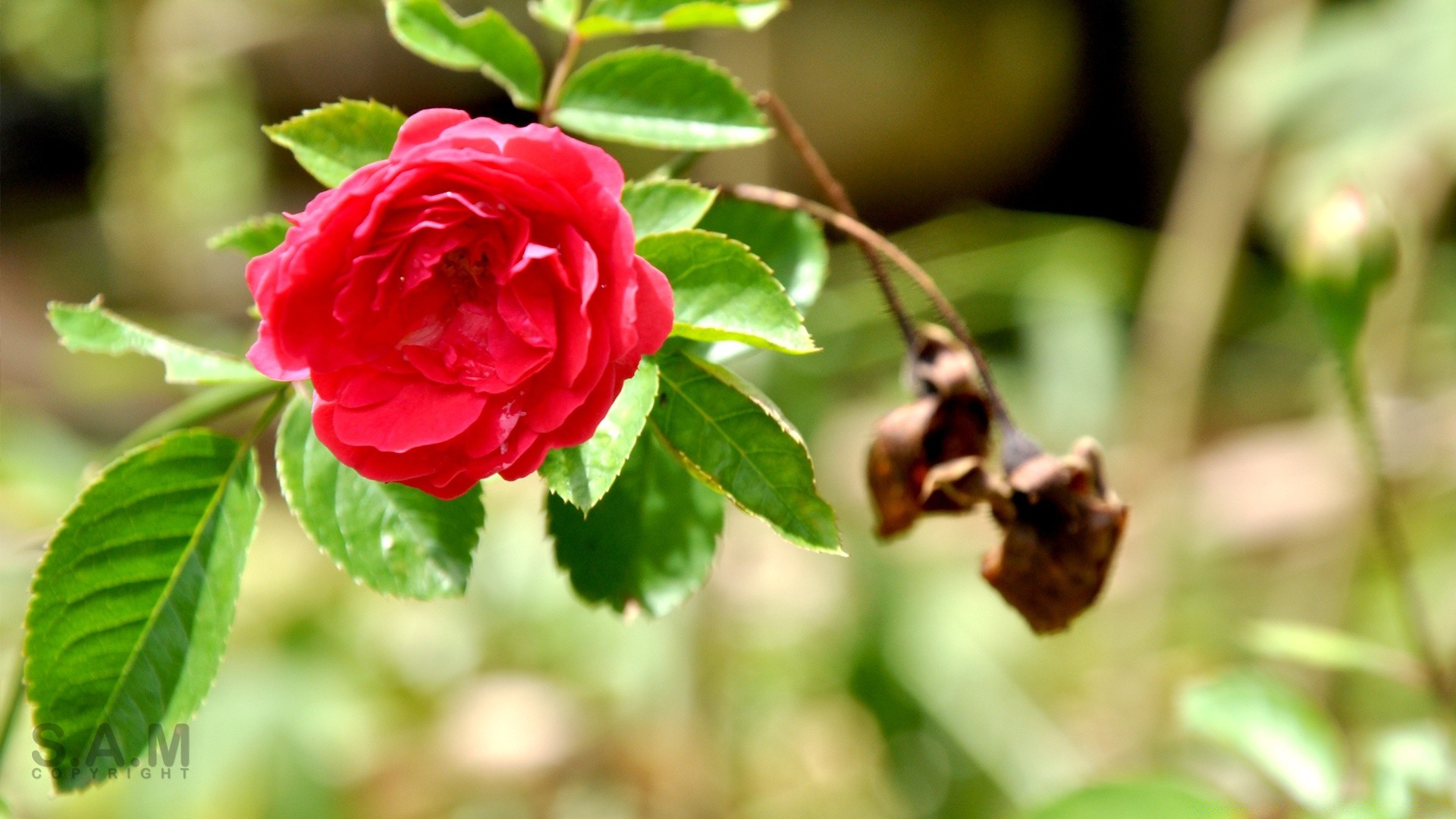 flowers leaf nature flora flower outdoors garden rose summer season close-up bright growth floral branch color beautiful