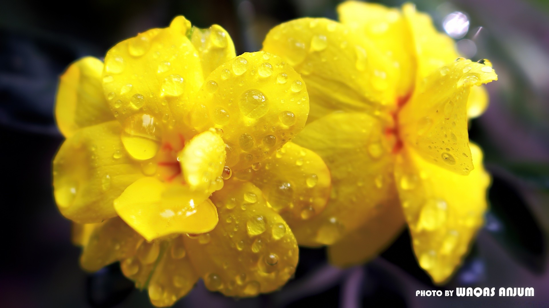 flowers nature flower flora leaf summer garden bright color beautiful growth close-up dew season petal blur blooming floral outdoors