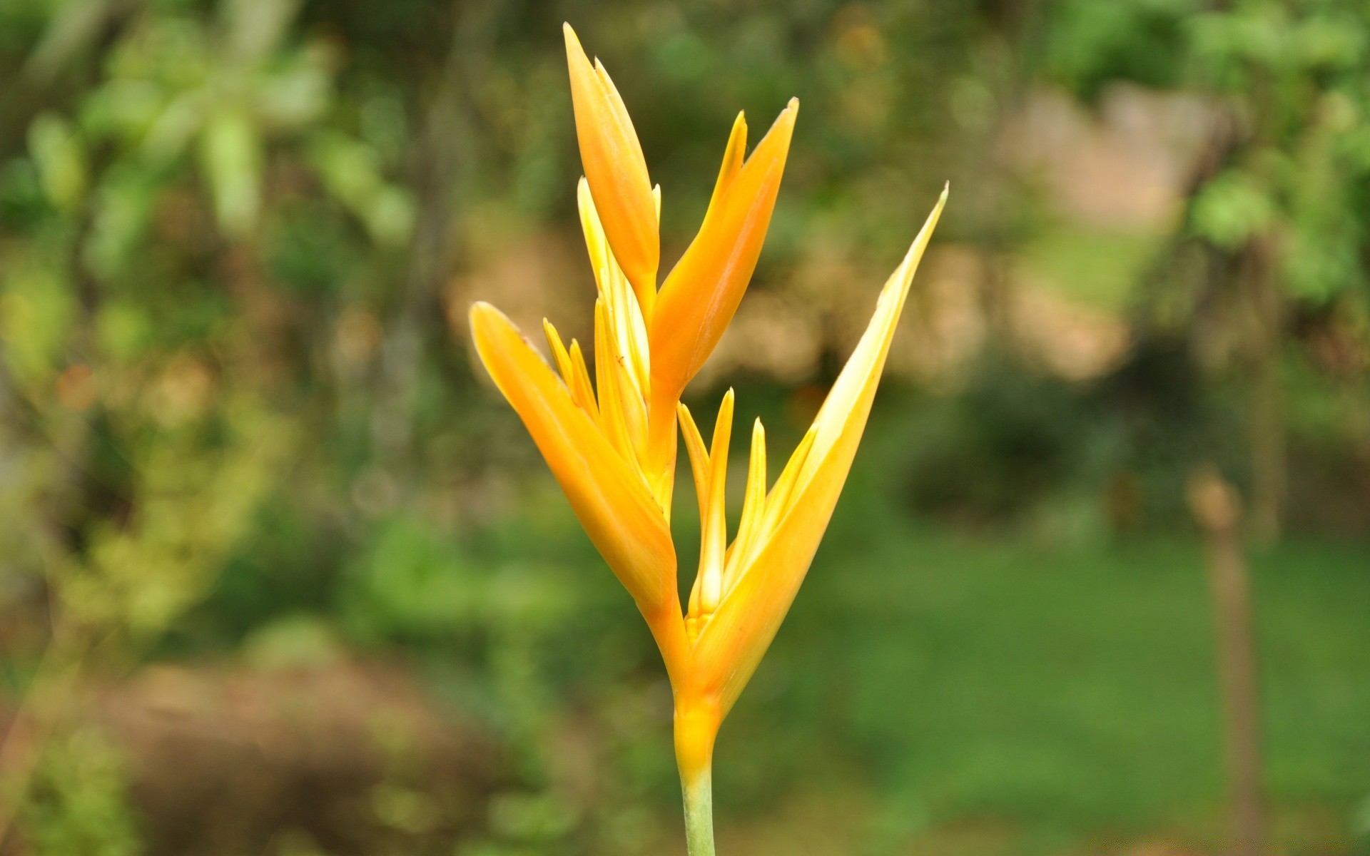 fiori natura all aperto estate foglia flora crescita erba fiore