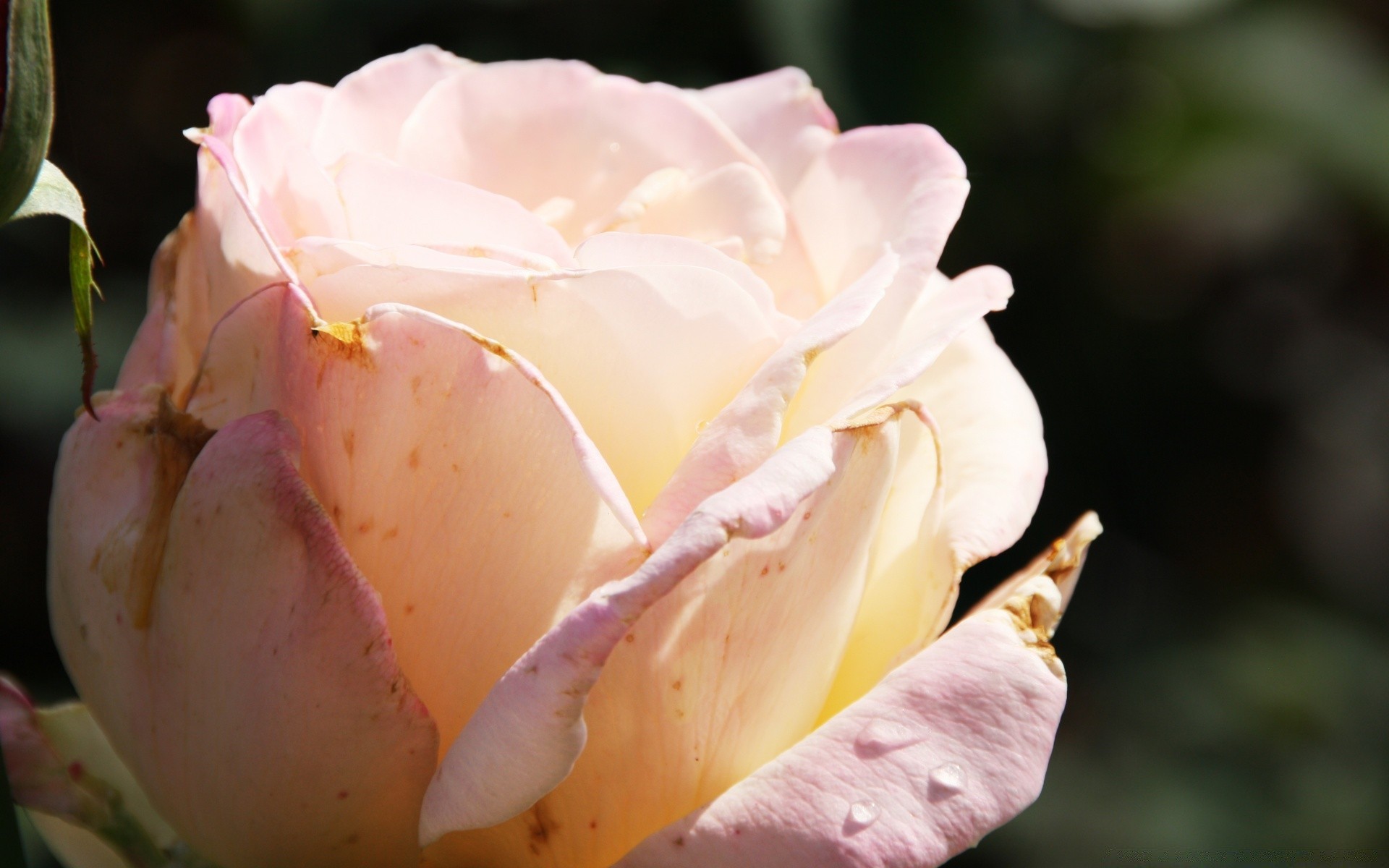 fleurs fleur rose amour mariage pétale romance feuille floral nature bluming romantique bouquet flore