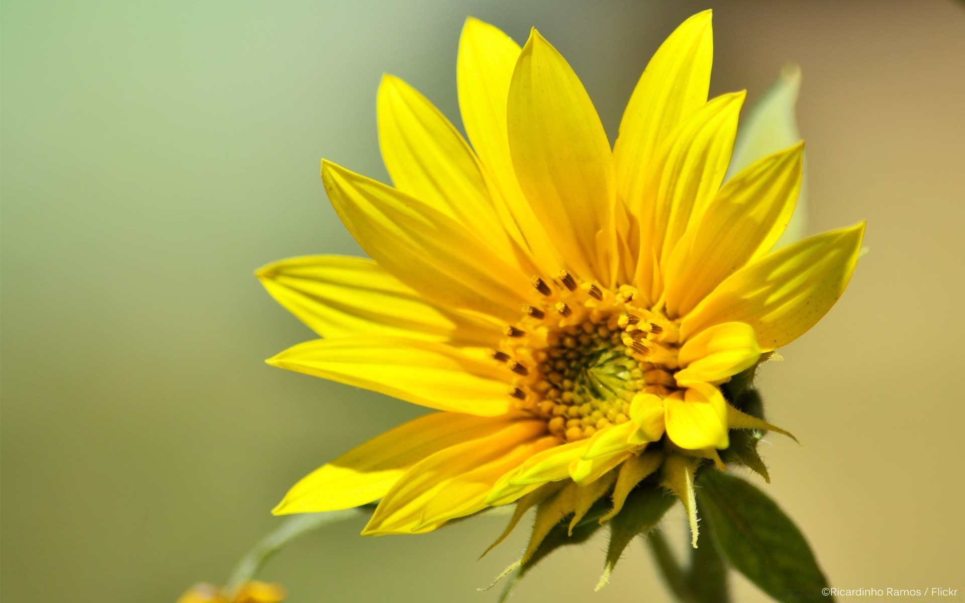 fiori natura fiore foglia flora estate luminoso petalo crescita