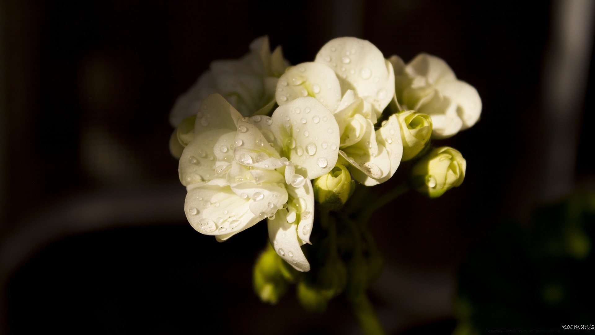 kwiaty kwiat natura flora kwiatowy liść piękny ślub bluming ogród kolor płatek zbliżenie romans dekoracja lato romantyczny kolego miłość oddział