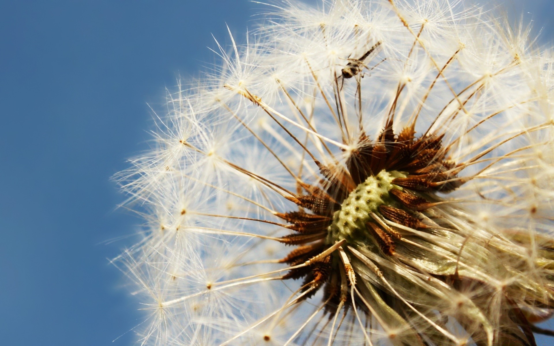 fiori dente di leone natura estate seme flora crescita fiore all aperto luminoso primo piano