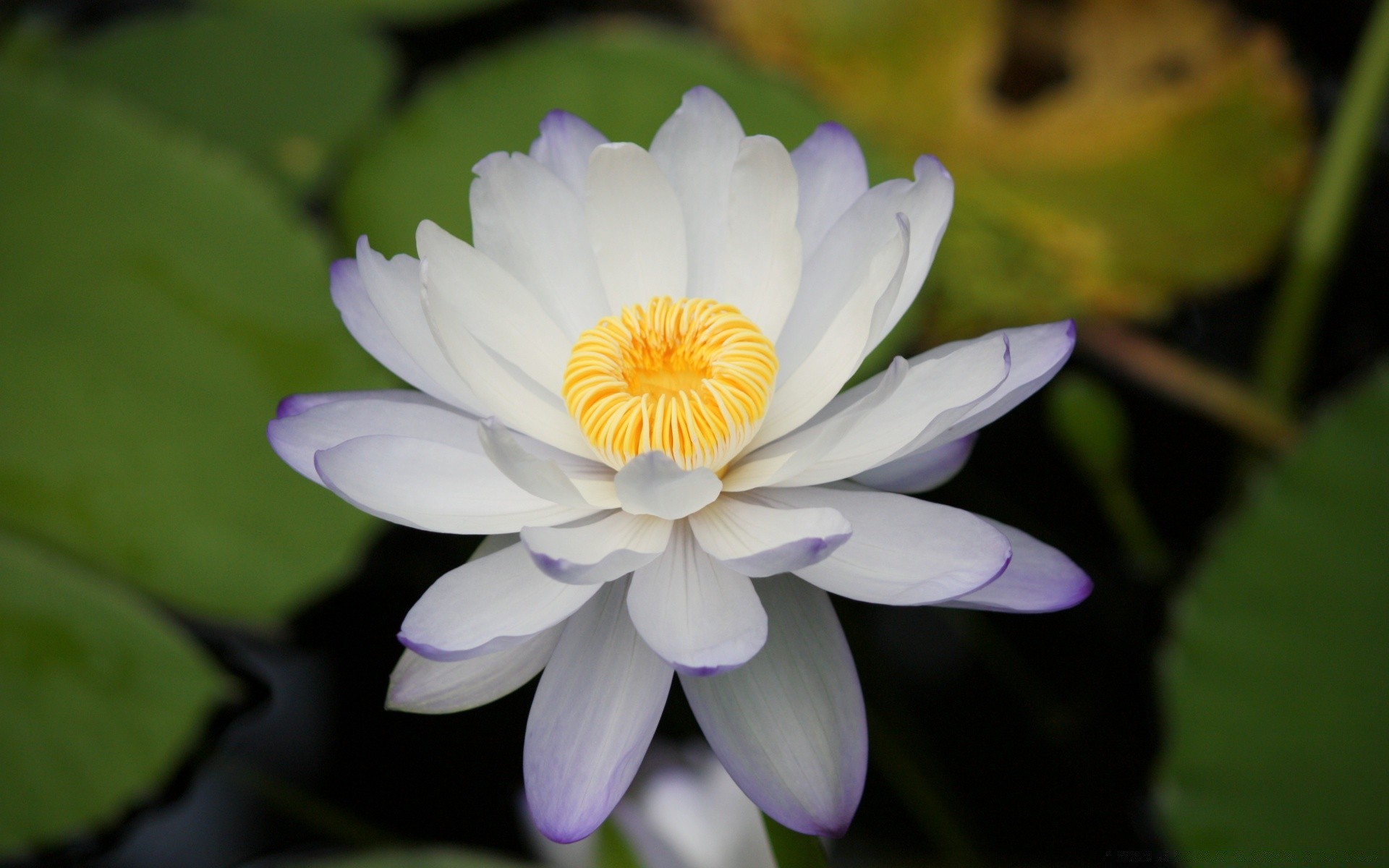 flores flor folha lótus flora natureza blooming piscina pétala lily jardim verão floral nenúfar tropical bela exótica aquática botânico zen