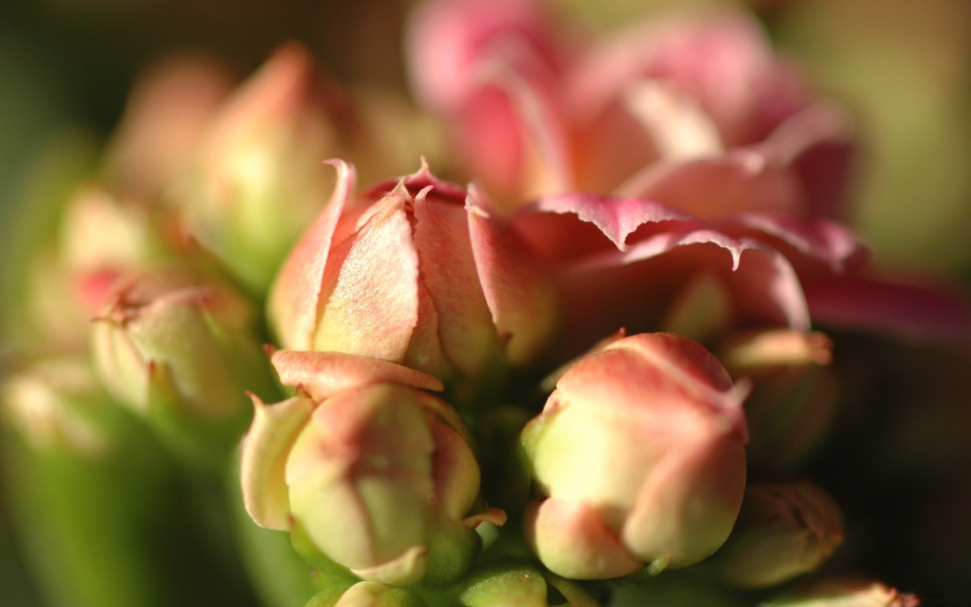 çiçekler doğa çiçek yaprak flora aşk yaz bahçe gül renk açık havada romantizm parlak bulanıklık