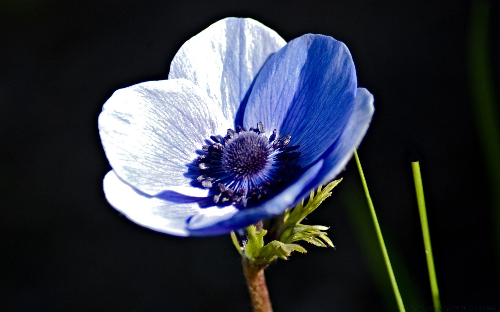 fleurs nature fleur flore à l extérieur été feuille flou pétale jardin couleur gros plan lumineux