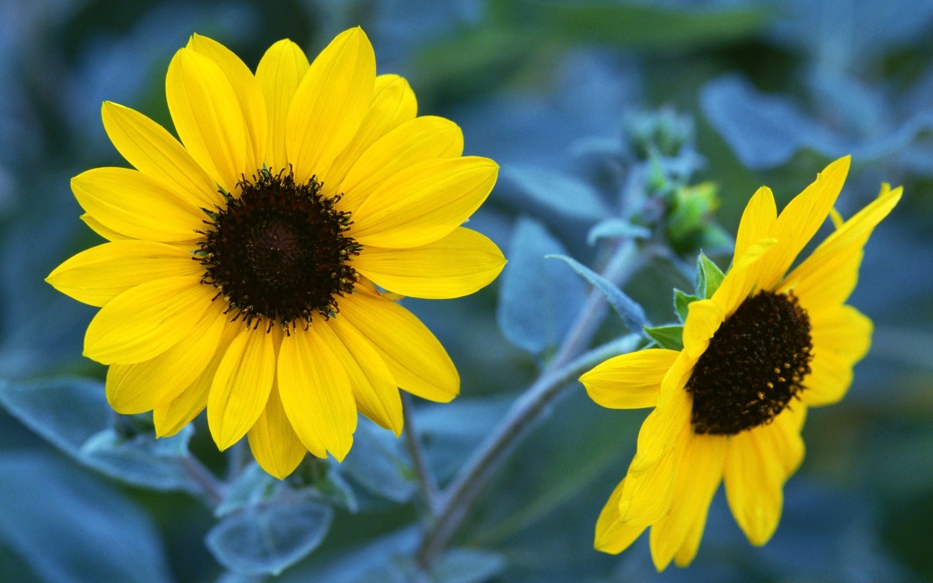 çiçekler çiçek doğa flora yaz bahçe ayçiçeği yaprak petal çiçek parlak açık havada çiçeklenme renk büyüme güzel botanik sezon yakın çekim alan