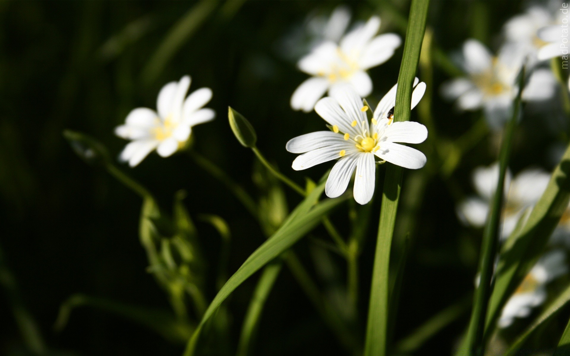 fleurs nature fleur flore été croissance jardin feuille flou à l extérieur beau temps lumineux pétale herbe bluming floral