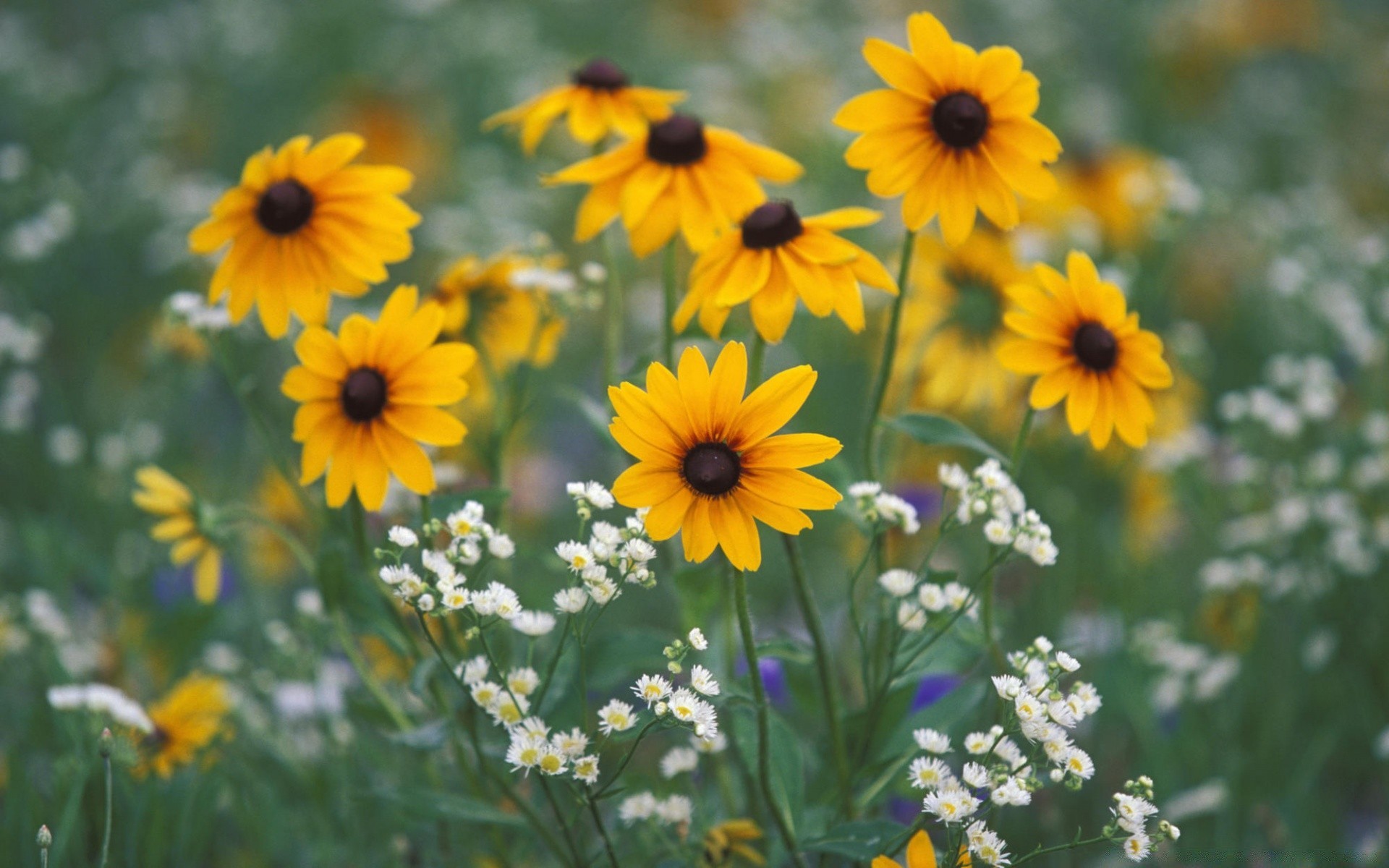 flowers flower flora summer nature garden leaf field floral blooming hayfield outdoors petal color growth season bright