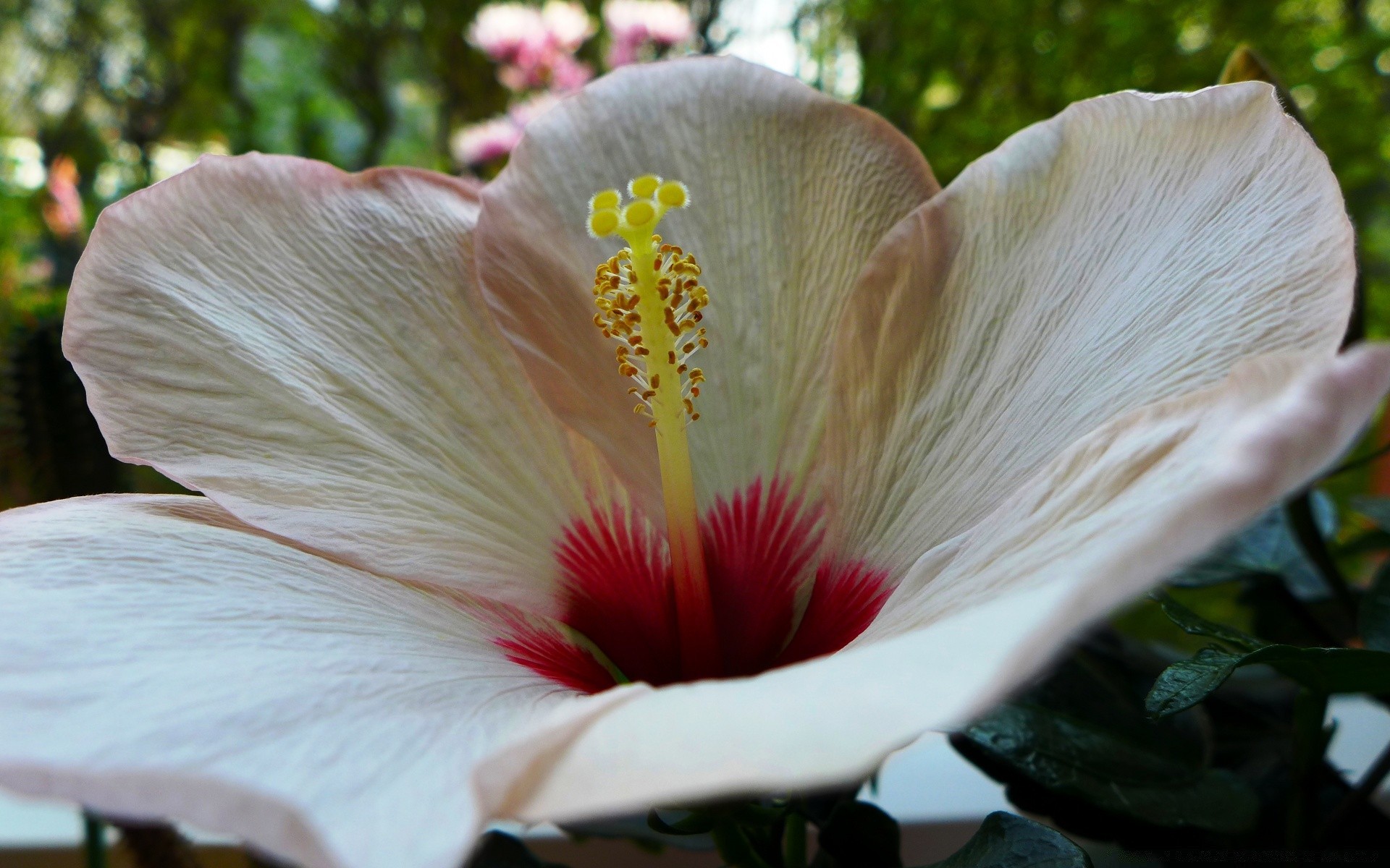 flores flor naturaleza jardín hibisco flora hoja al aire libre rosa