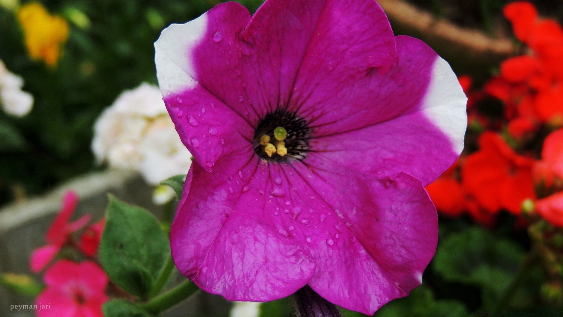 fleurs fleur nature flore jardin bluming pétale été feuille floral couleur gros plan croissance à l extérieur botanique lumineux champ rose