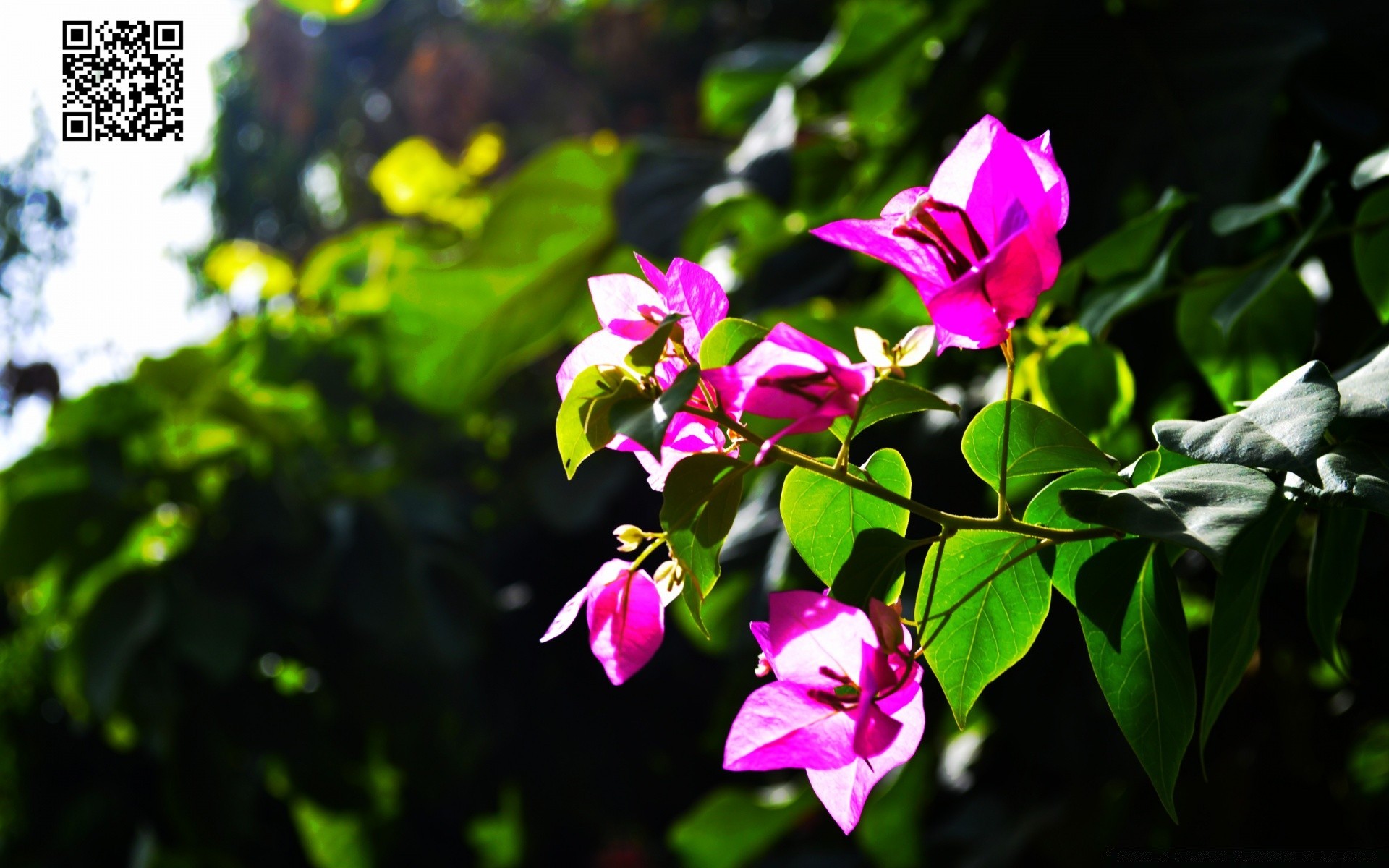 fleurs feuille nature été flore croissance à l extérieur jardin fleur lumineux tropical beau temps