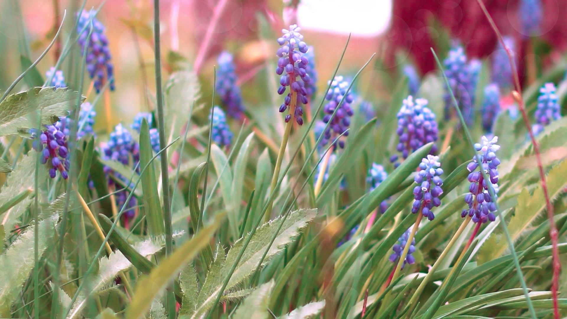 flowers flora flower nature garden blooming floral season petal color field growth park summer botanical leaf outdoors husk close-up grass hyacinth