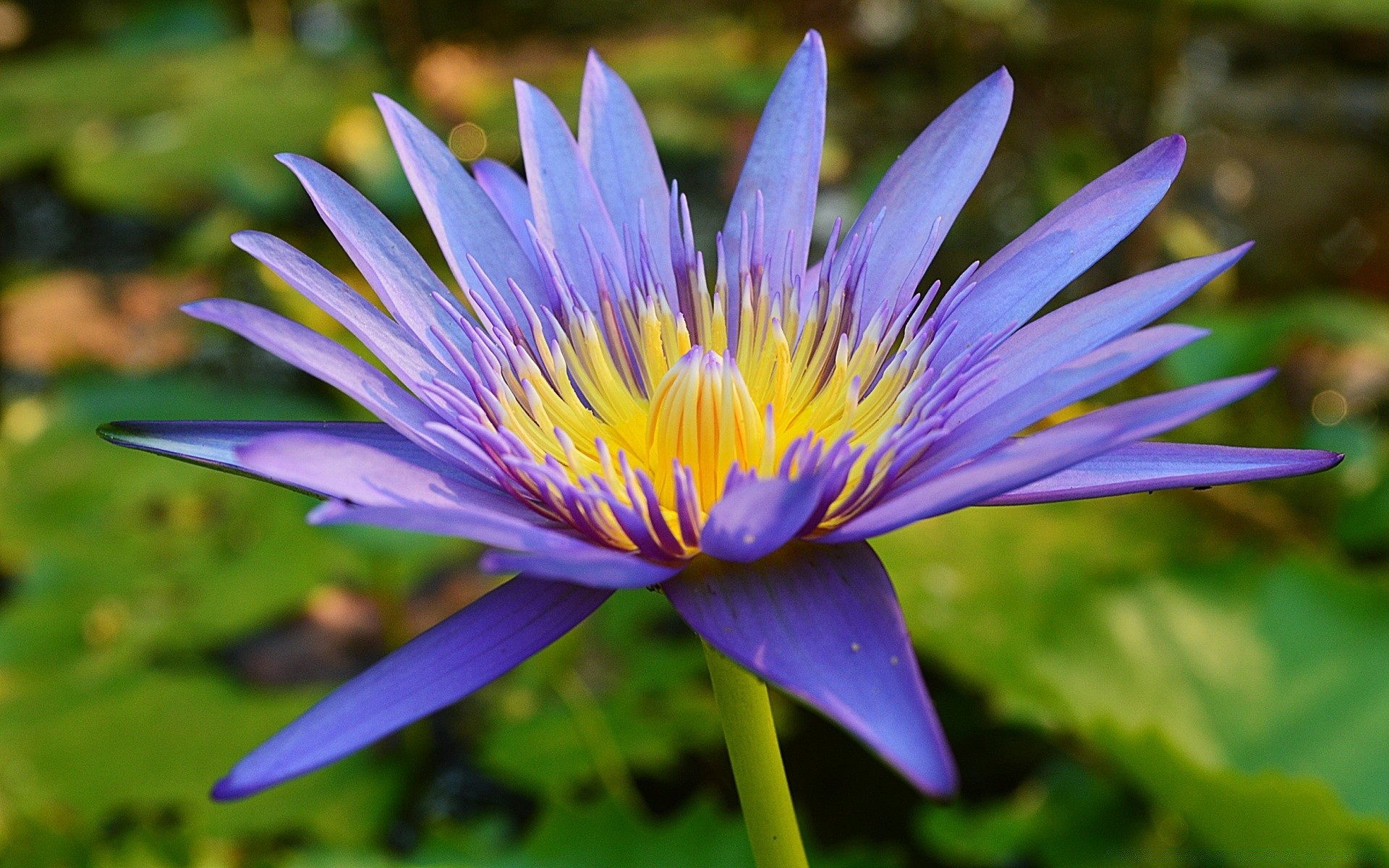 fleurs lotus fleur piscine feuille aquatique nature bluming jardin flore nénuphar lily été pétale tropical exotique natation floral parc belle