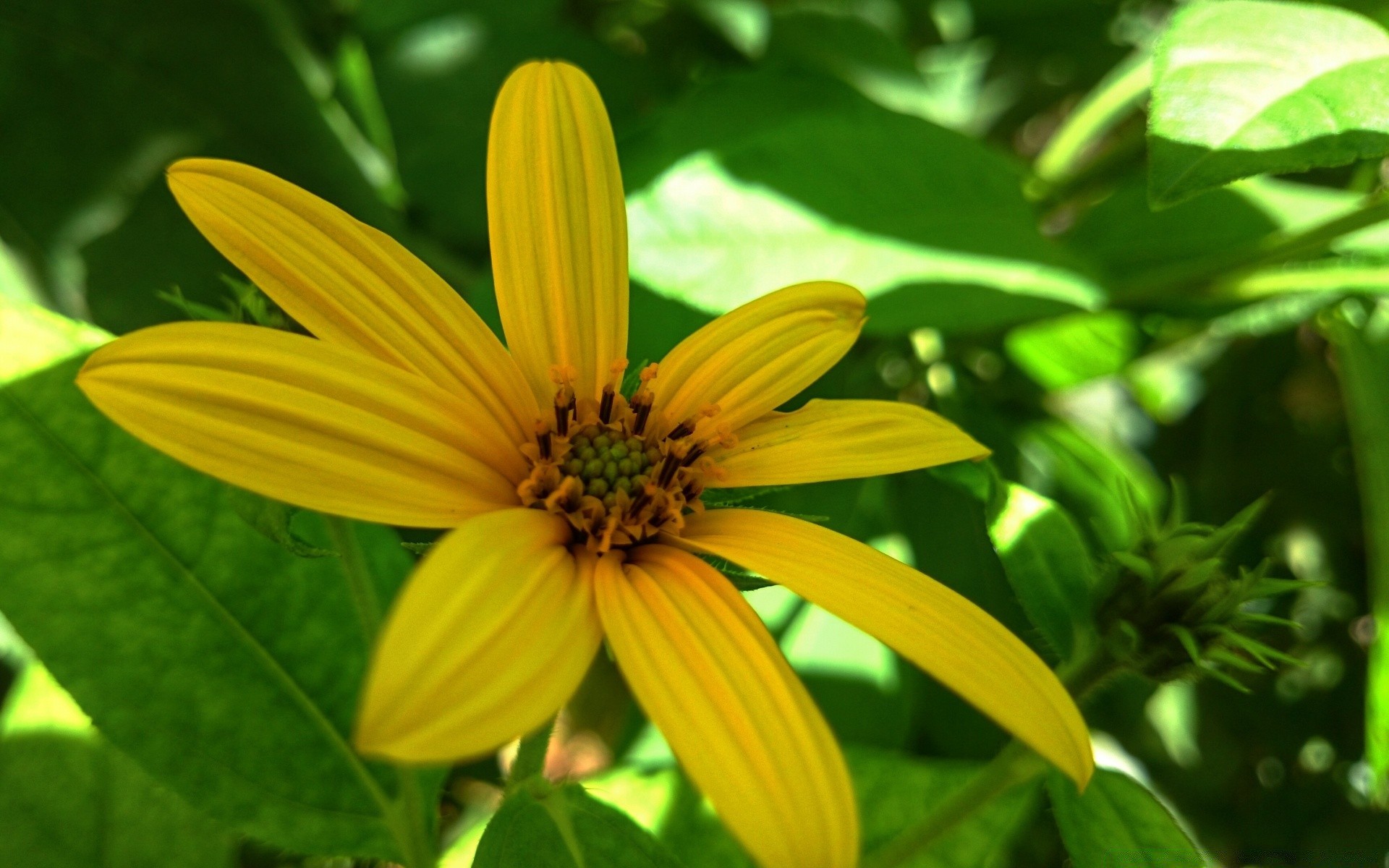 fleurs nature été feuille flore jardin fleur à l extérieur croissance lumineux gros plan beau temps