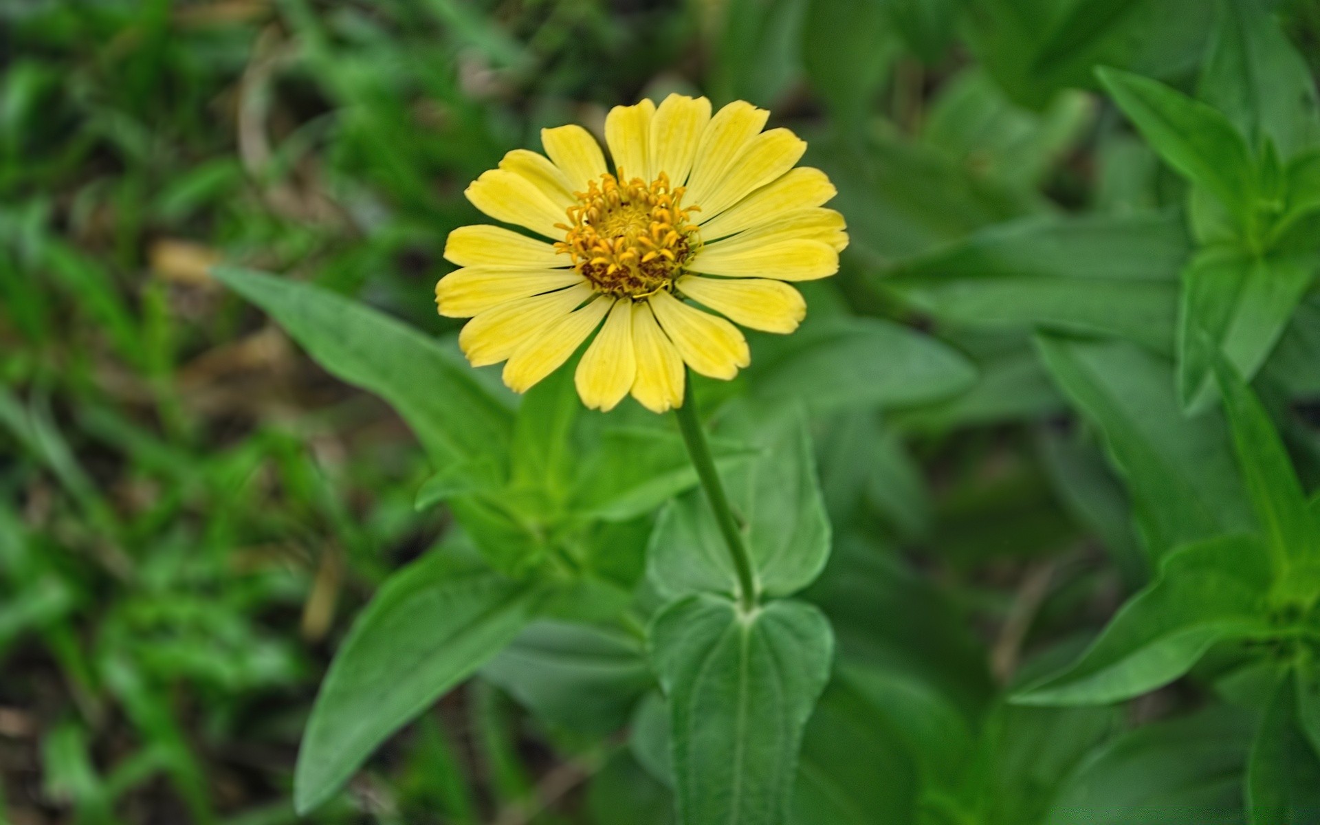 fleurs nature flore été feuille jardin fleur gros plan lumineux herbe à l extérieur environnement champ croissance