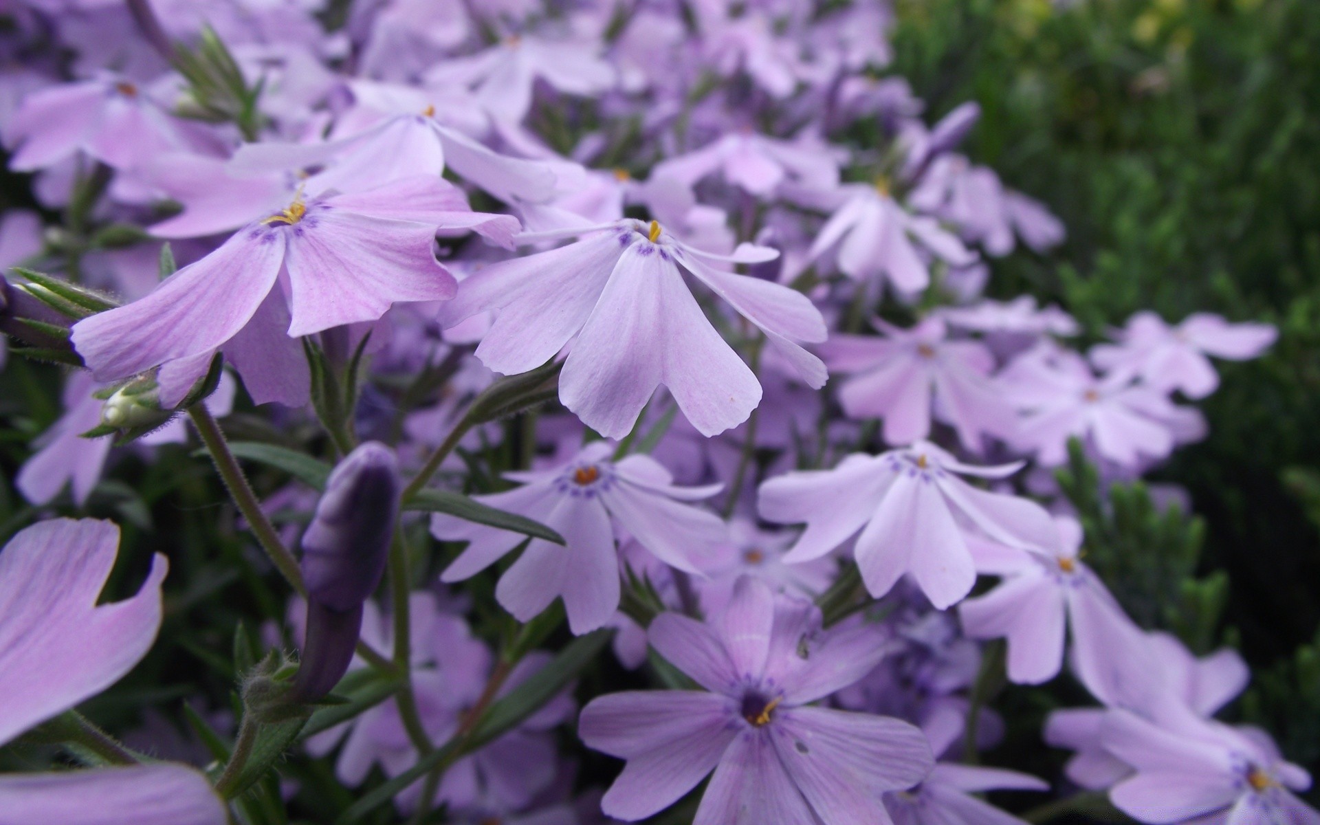 fleurs fleur nature flore jardin bluming floral pétale été saison feuille croissance belle gros plan violet à l extérieur couleur lumineux champ environnement