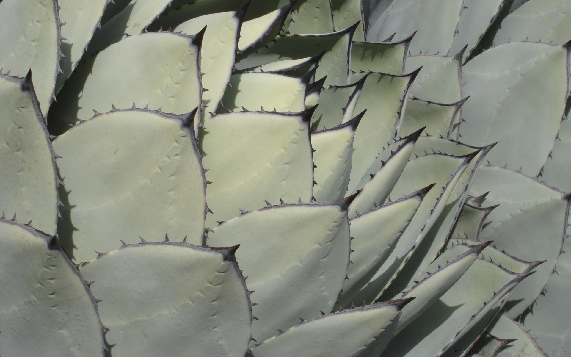 fiori natura astratto cactus all aperto struttura foglia secco modello deserto succulente agave flora sharp