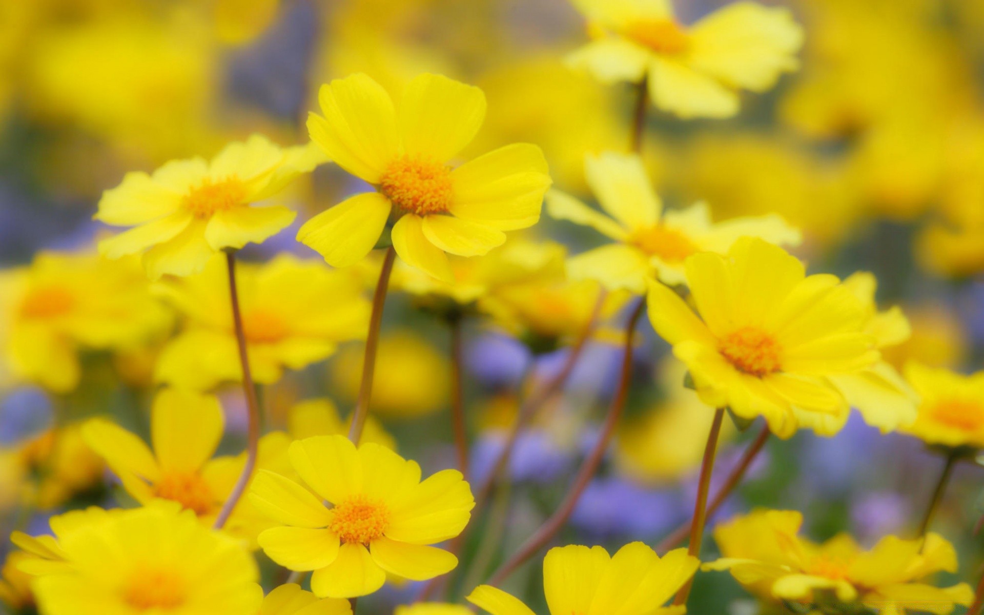 kwiaty kwiat natura flora lato ogród liść jasny wzrost bluming kolor kwiatowy pole płatek dobra pogoda na zewnątrz słoneczny zbliżenie sezon trawa