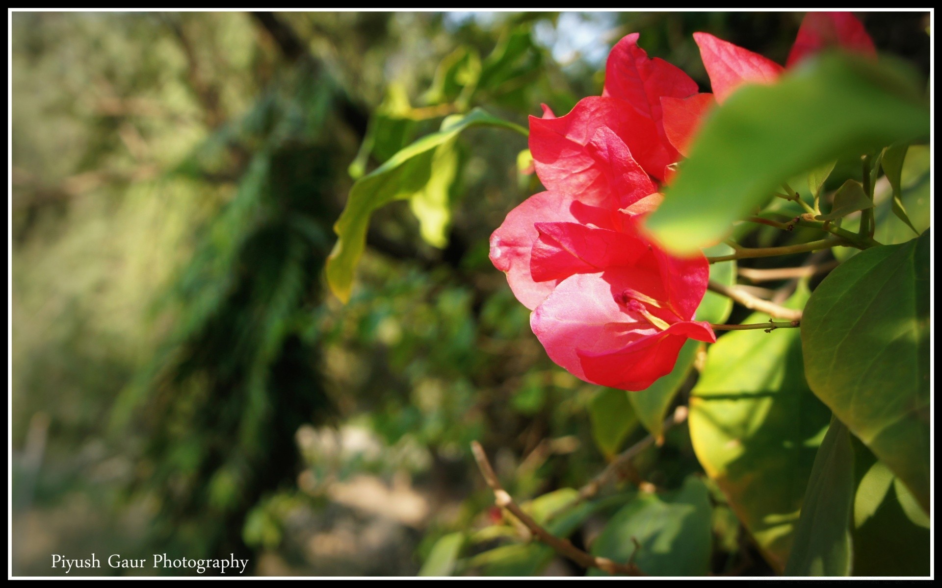 fleurs nature feuille flore fleur jardin été bluming à l extérieur couleur croissance floral lumineux gros plan belle arbre saison pétale